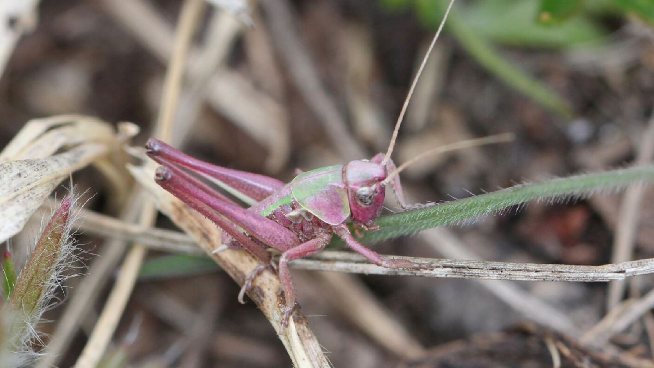 Ein rosa-gr&uuml;n gef&auml;rbter Warzenbei&szlig;er sitzt senkrecht auf einem Grashalm.