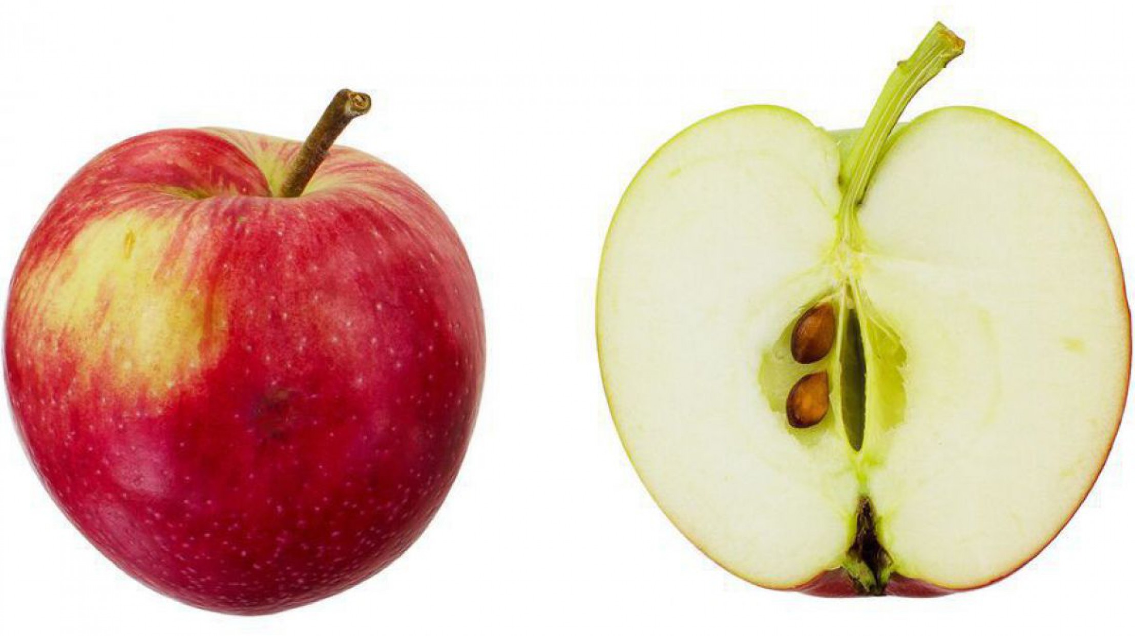 Traxleder Apfel in zwei Ansichten (einmal von der Seite und einmal von innen)