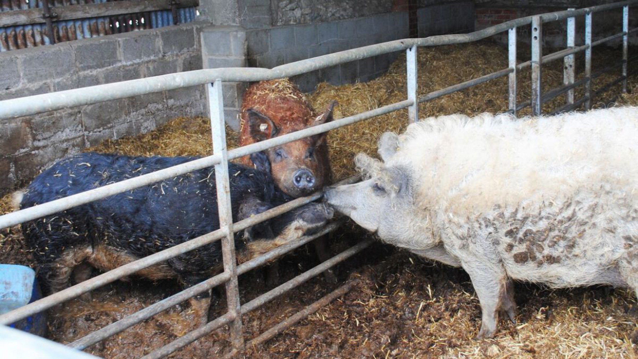 Drei Mangaliza-Schweine in drei unterschiedlichen Farbschl&auml;gen sind in einem Stall zu sehen.