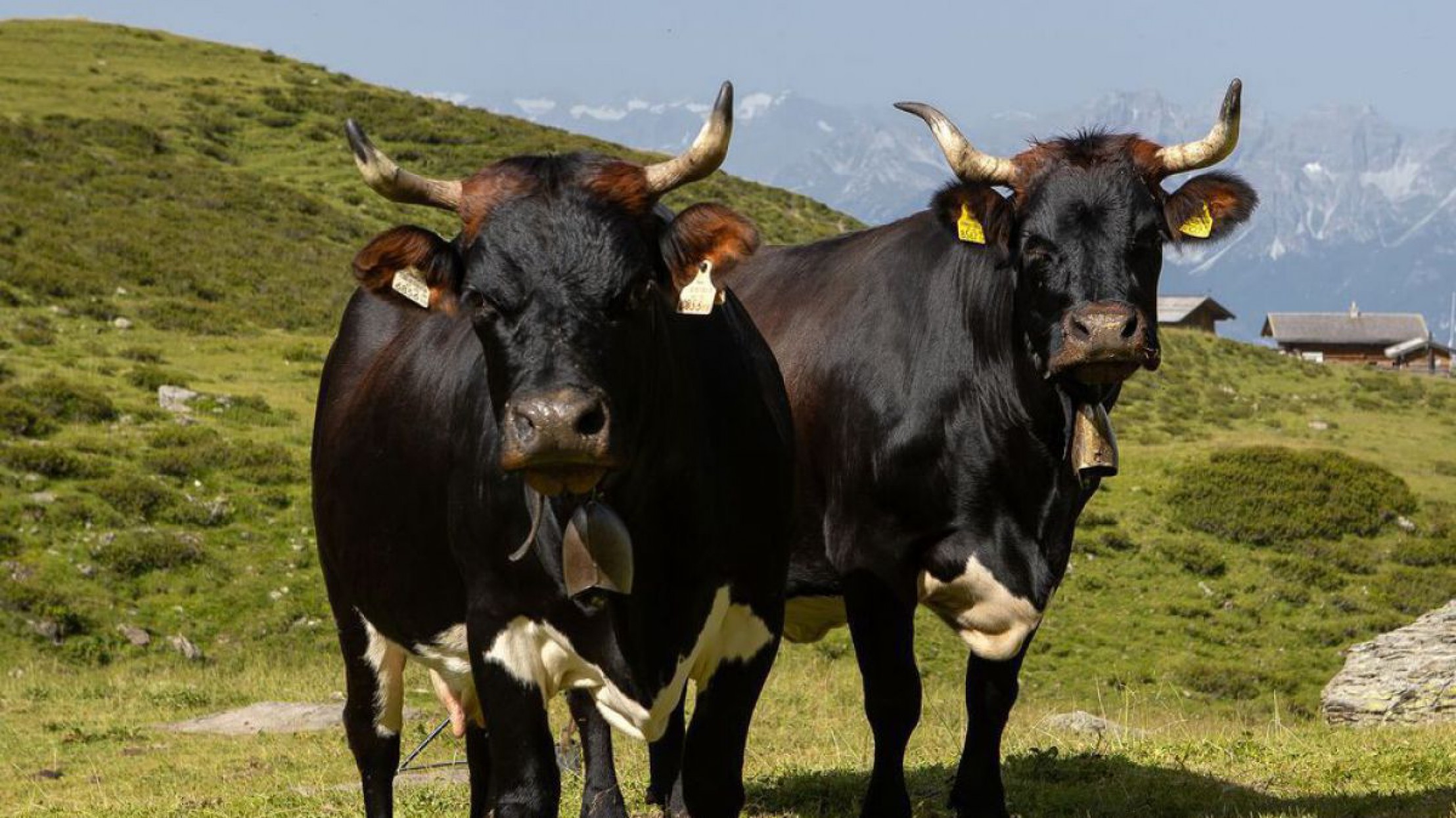 Zwei Tux-Zillertaler Rinder sind auf einer alpinen Weide zu sehen.