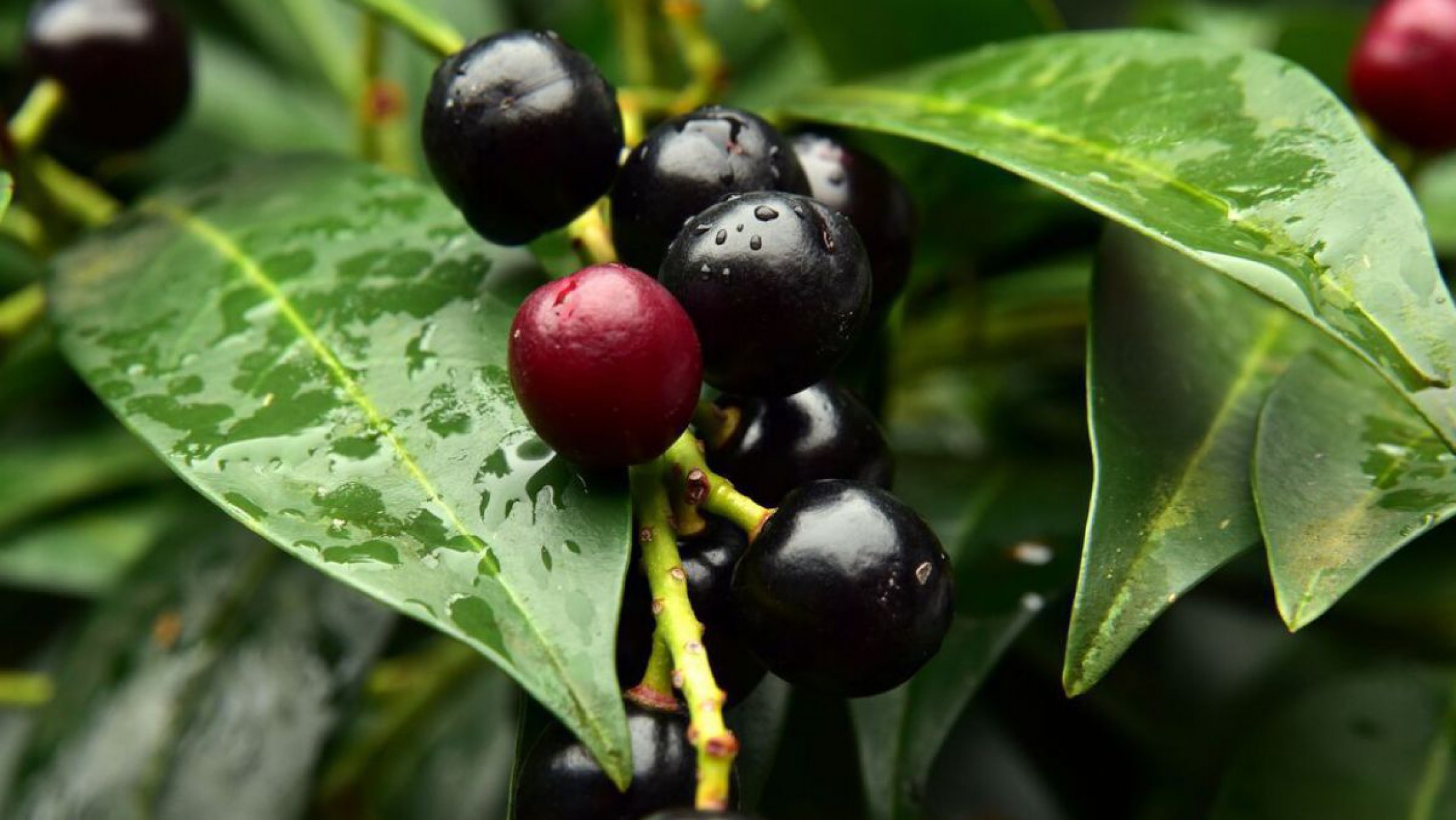 Kirschlorbeer mit kr&auml;ftig gr&uuml;nen Bl&auml;ttern und schwarzen Beeren in der Nahaufnahme