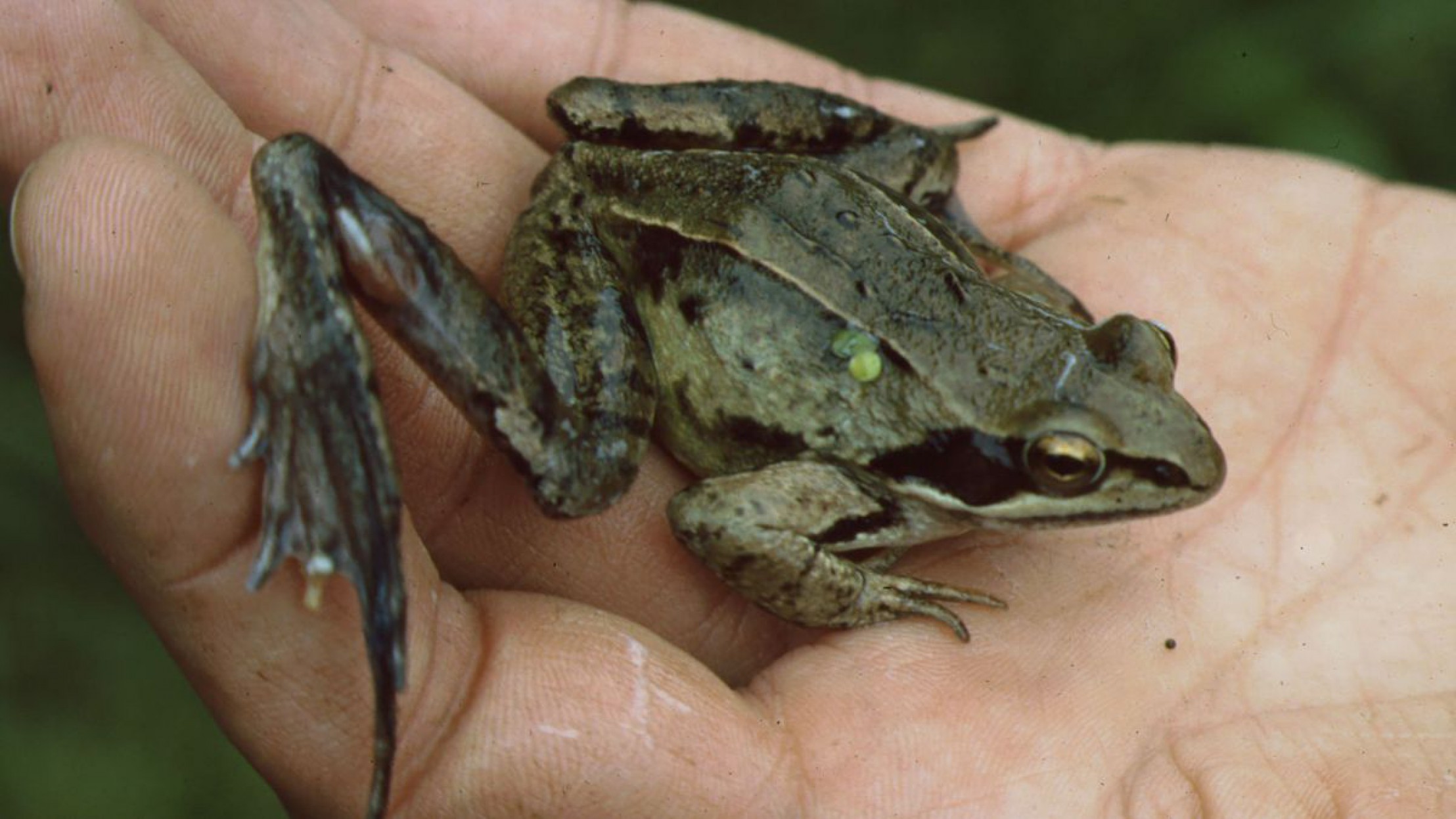 Ein Springfrosch hockt auf einer menschlichen Hand.