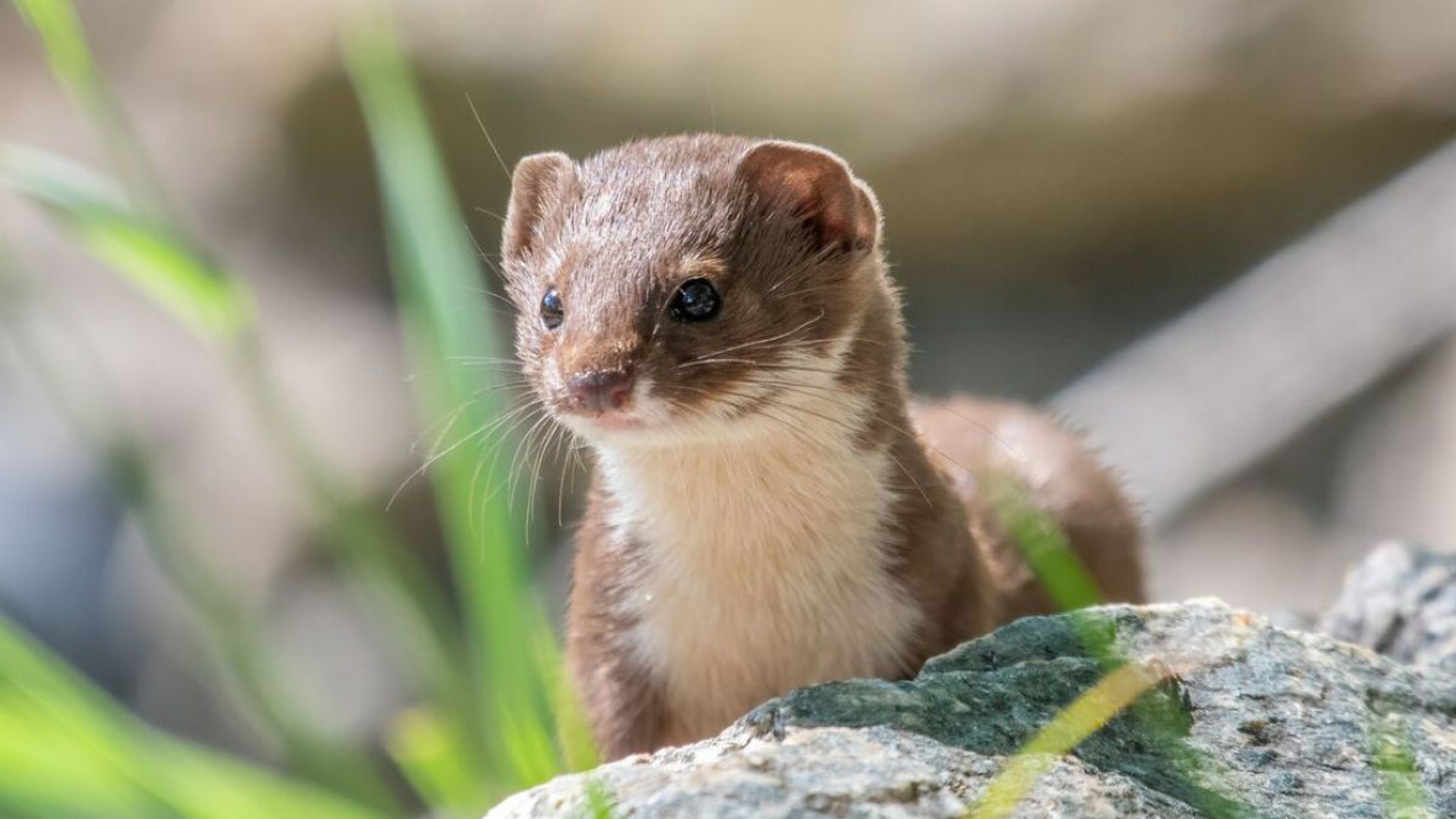 Ein Mauswiesel hockt aufrecht auf einem Stein, im Vordergrund sind unscharf frische Grashalme zu sehen.
