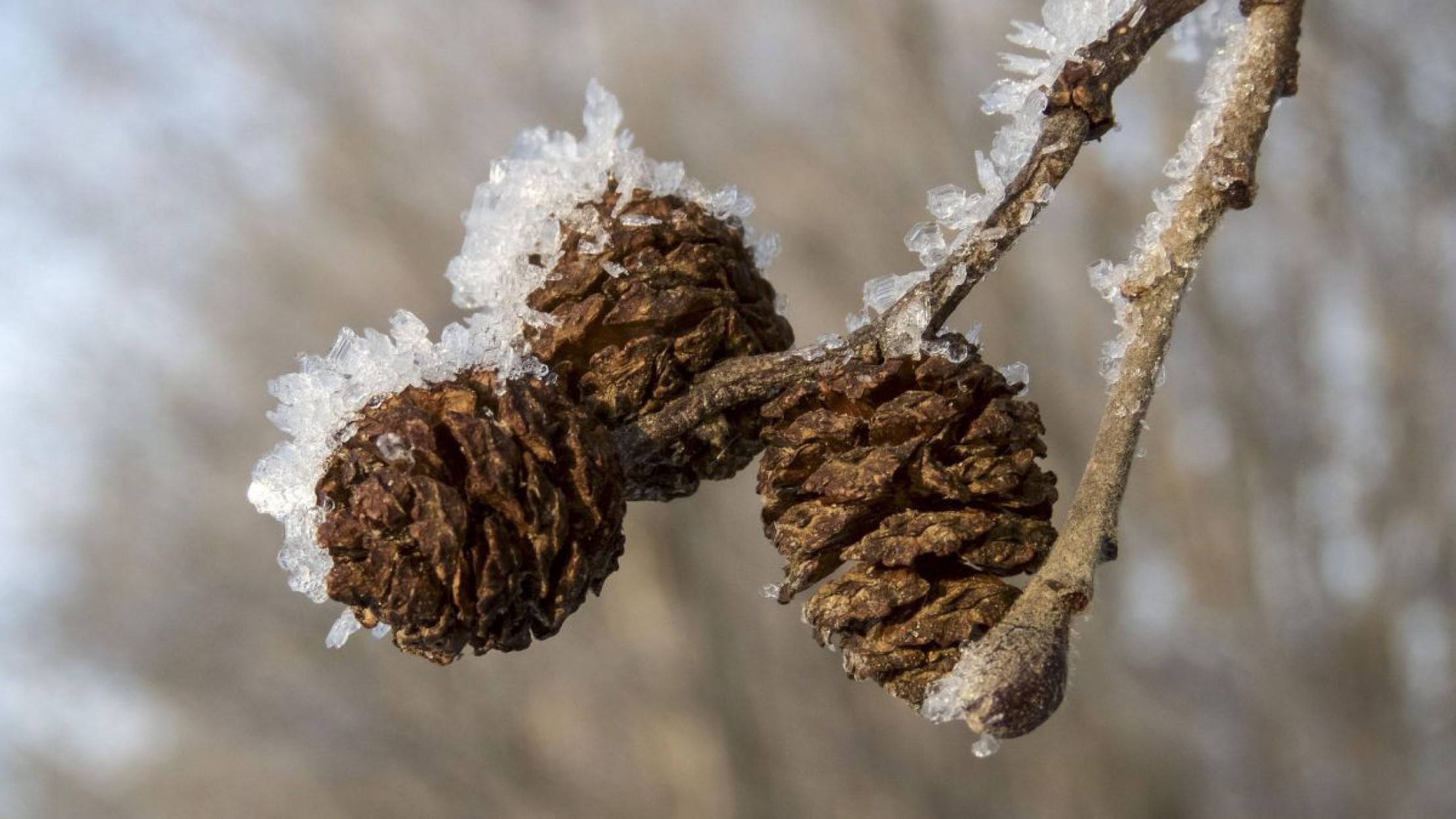 Drei Bl&uuml;tenst&auml;nde der Erle sind als Nahaufnahme zu sehen und von einer d&uuml;nnen Frostschicht umgeben. Der Hintergrund ist unscharf.