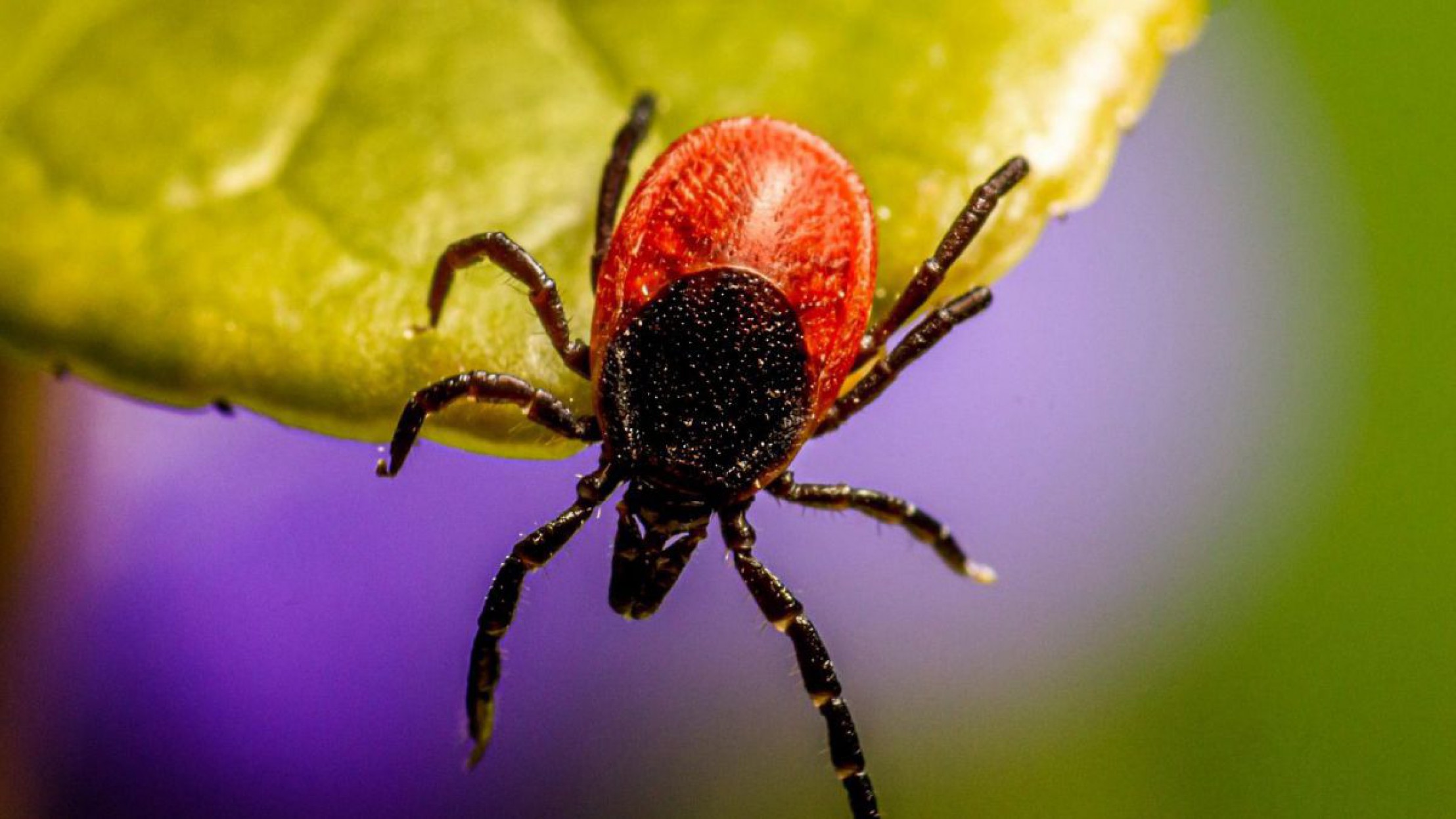 Zecke ist auf Blatt zu sehen.