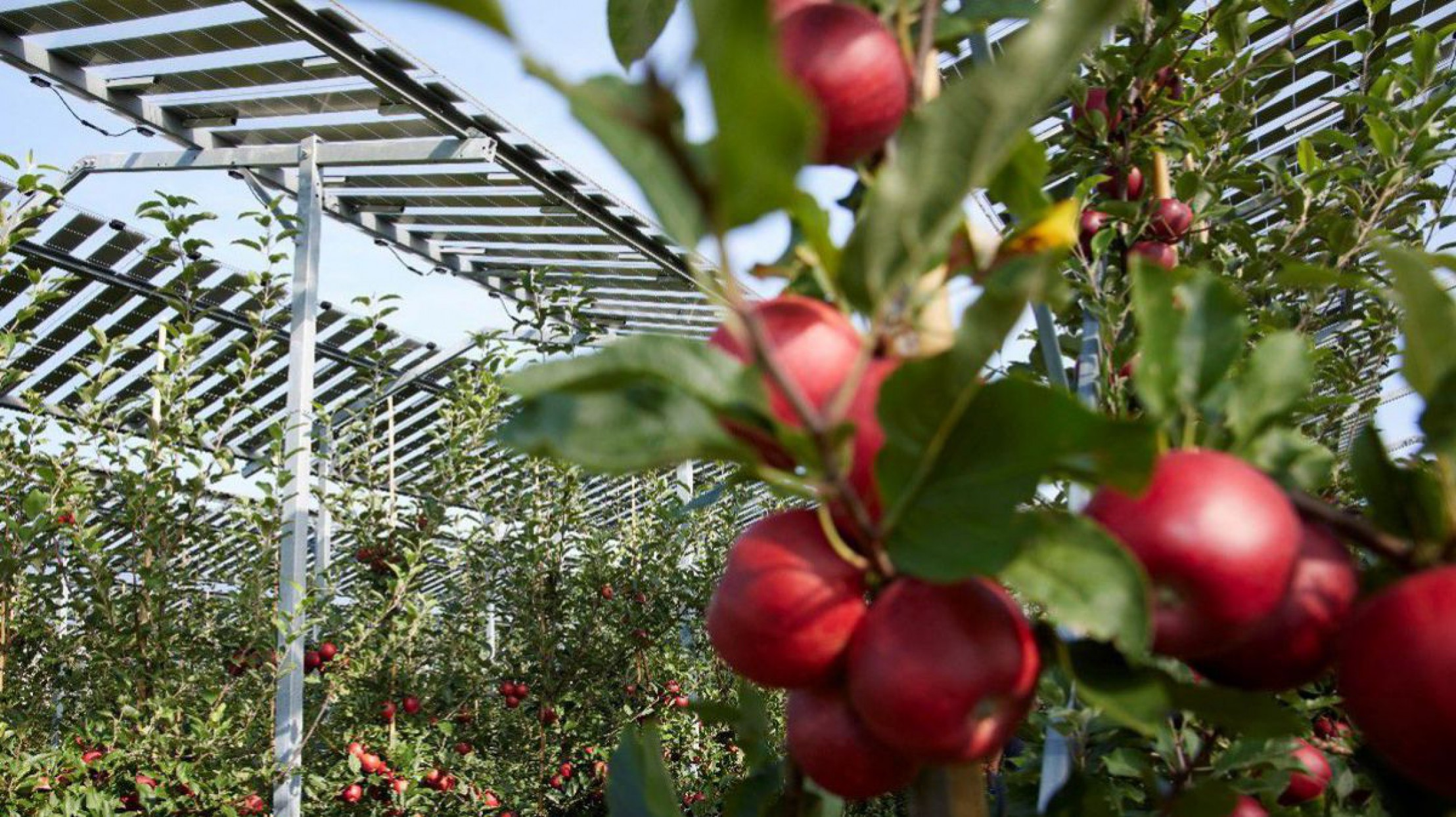 Apfelbaum-Plantage unter einer PV-Anlage