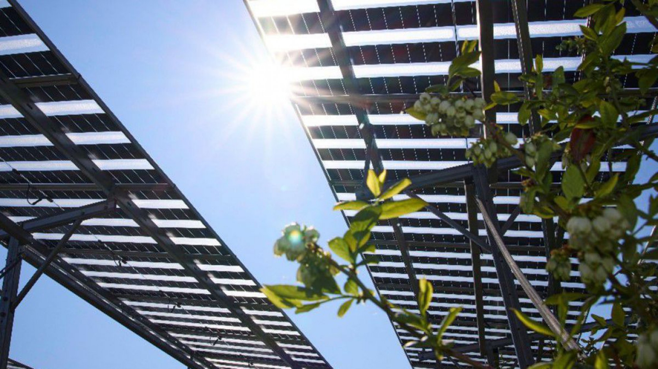 Man blickt von unten auf die PV-Anlage, eine Pflanze ist zu sehen und Sonne scheint vom blauen Blick.