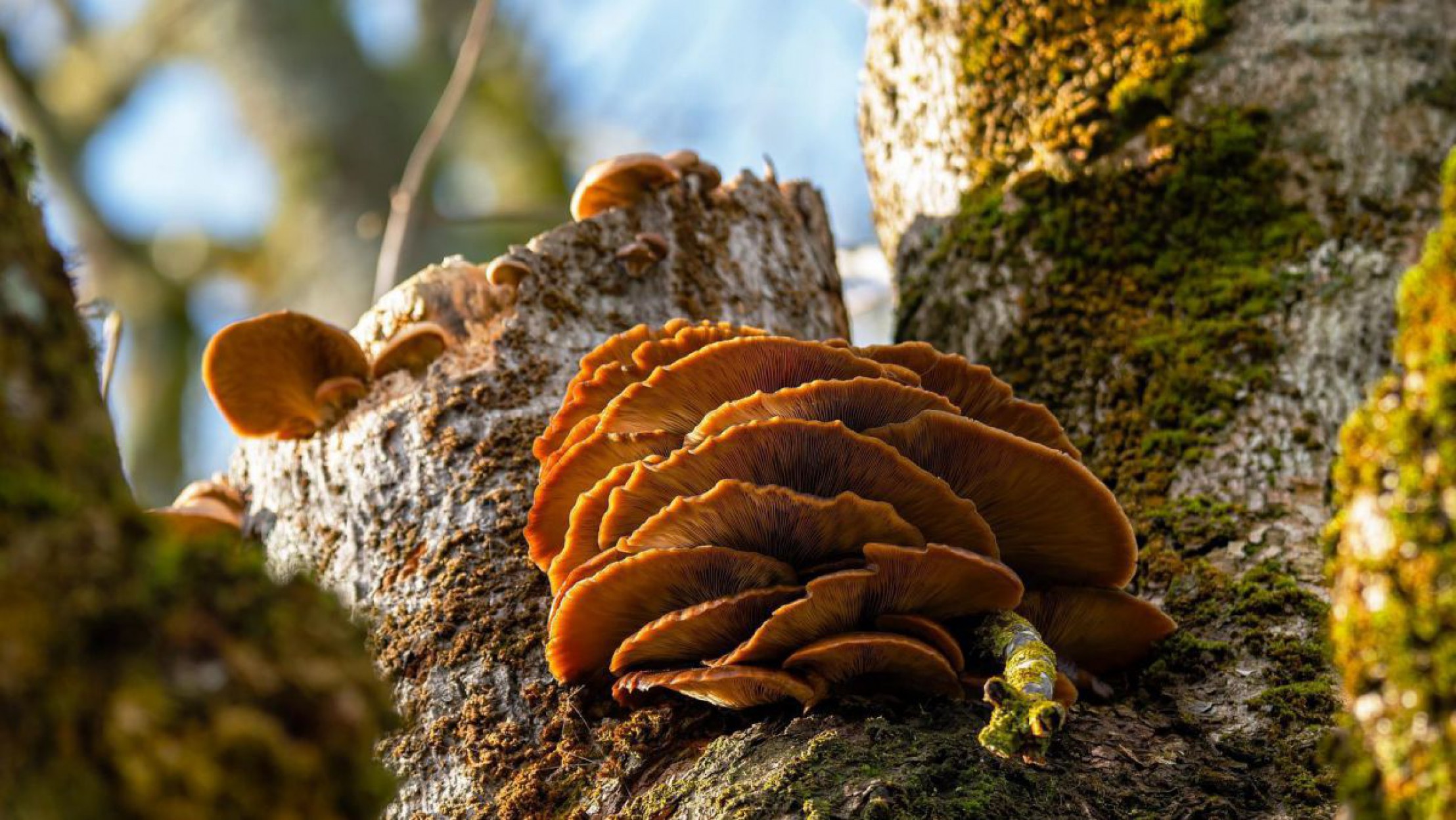 Orangefarbene Pilzschw&auml;mme wachsen auf einem helleren Baumstaum, der von gr&uuml;nen Flechten besiedelt ist.
