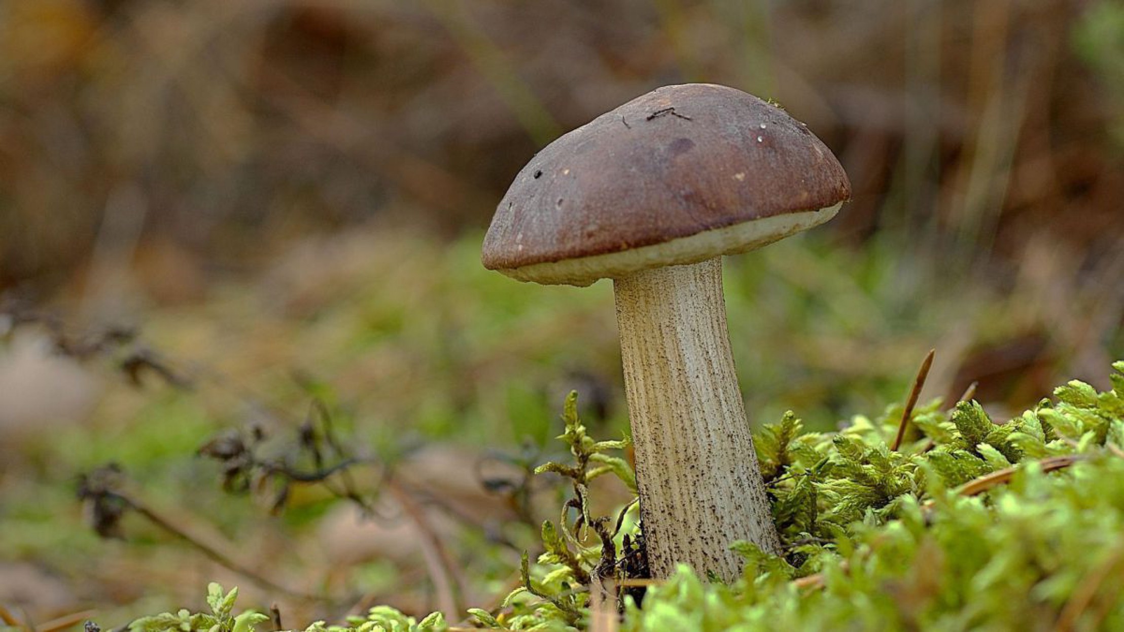 Kleiner brauner Pilz w&auml;chst auf Waldboden, der von Moos dicht bewachsen ist.