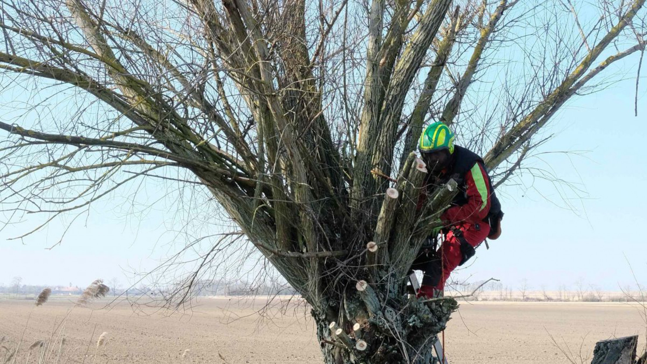 Person ist auf eine Kopfweide geklettert, um ihre Baumkrone zu k&uuml;rzen.