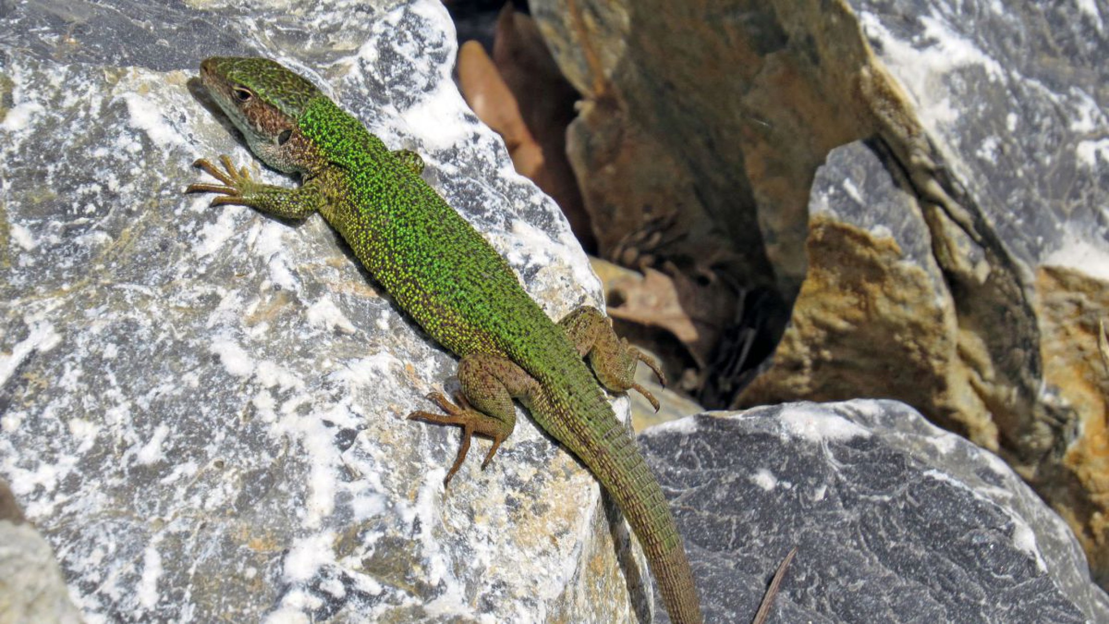 Smaragdeidechse auf Steinen