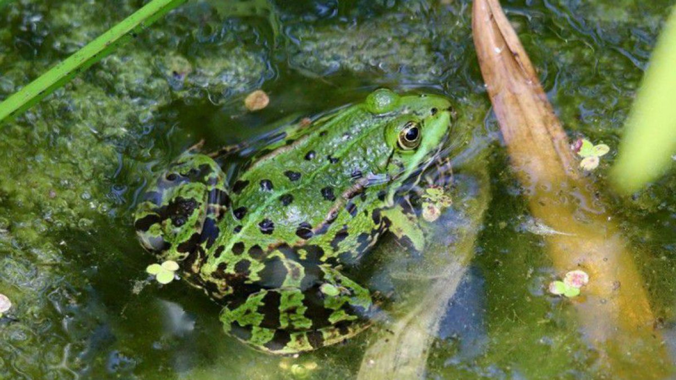 Grasfrosch im Gartenteich