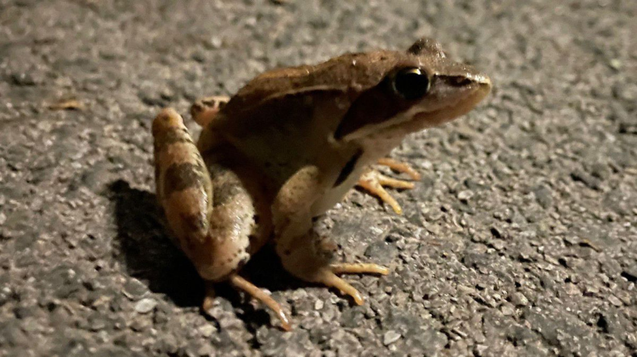 Kleiner Springfrosch auf der Stra&szlig;e