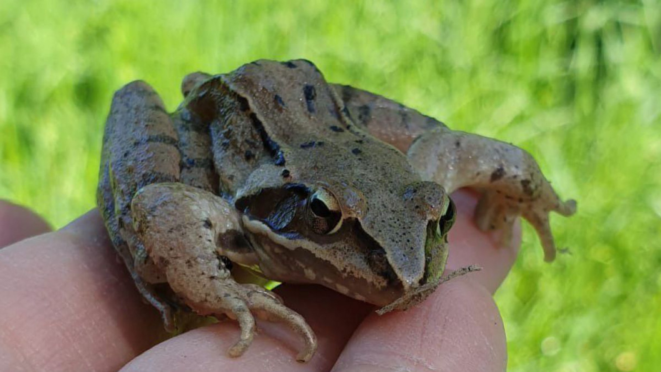 Braunfrosch auf der Hand eines Menschen