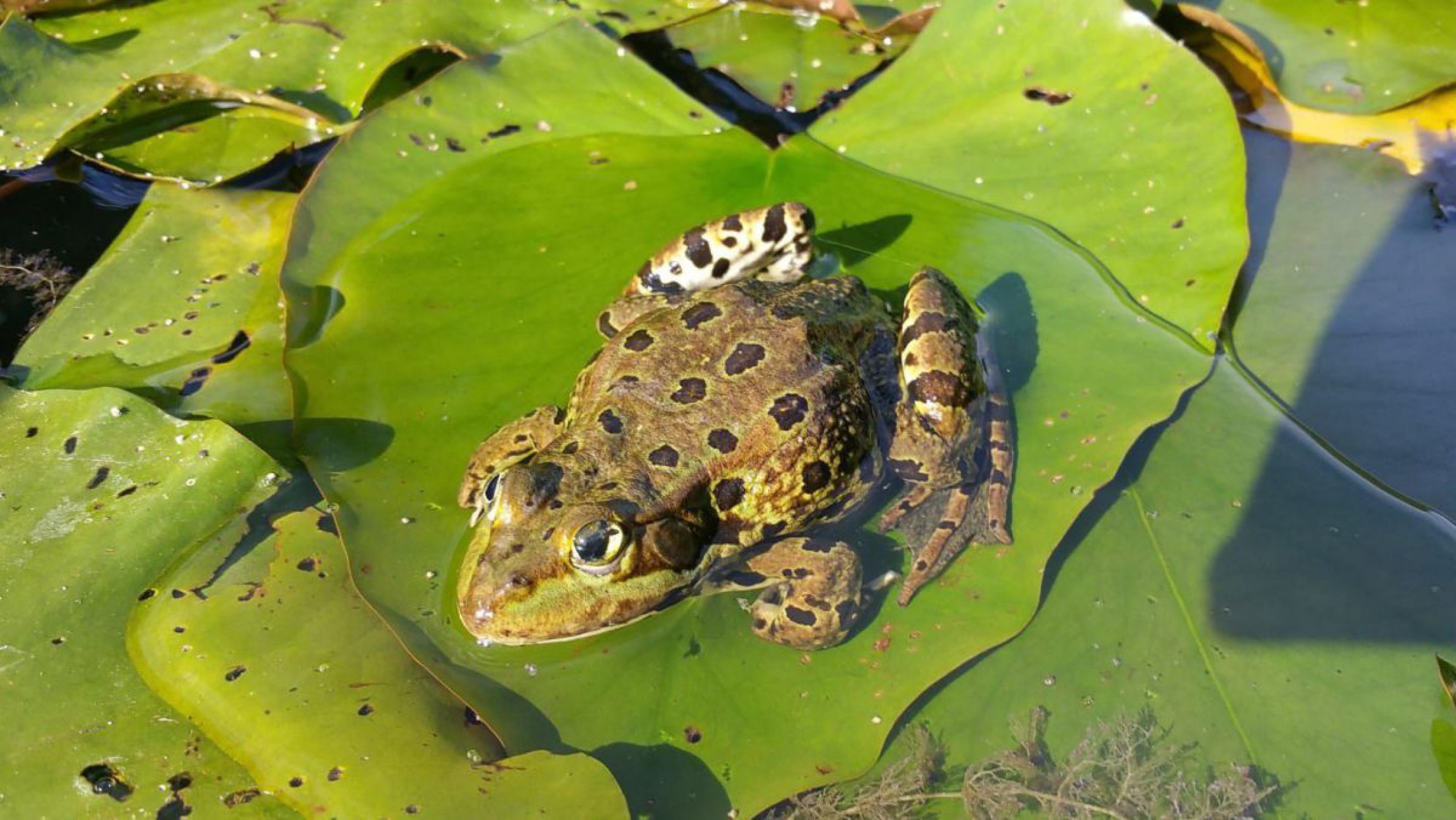 Wasserfrosch auf Wasserpflanze in Gartenteich