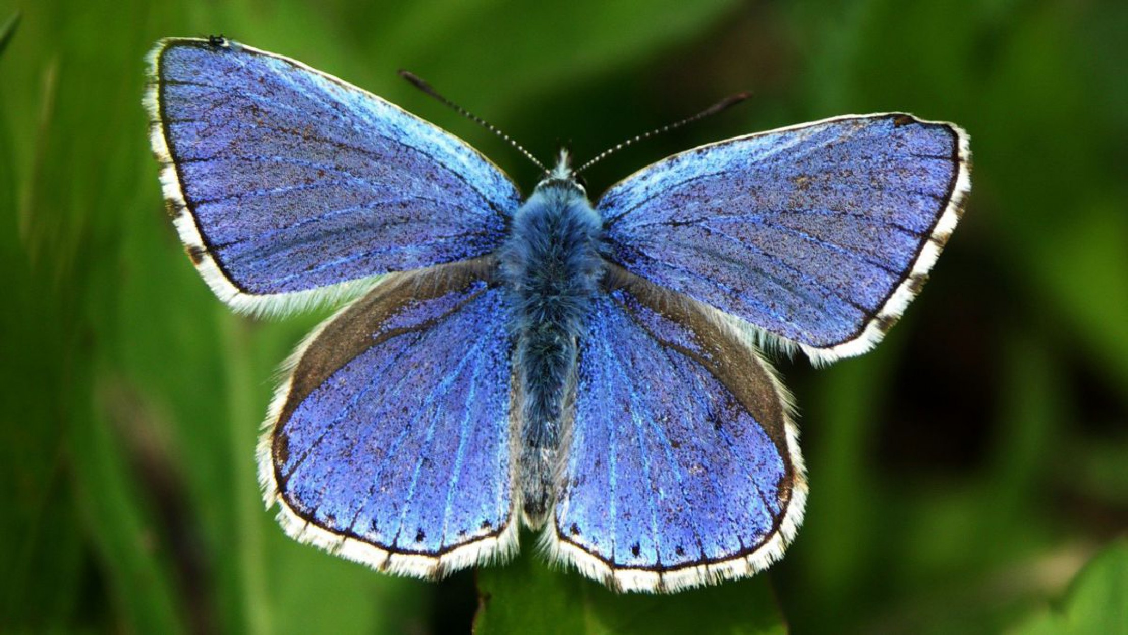 Himmelblauer Bl&auml;uling (M&auml;nnchen)