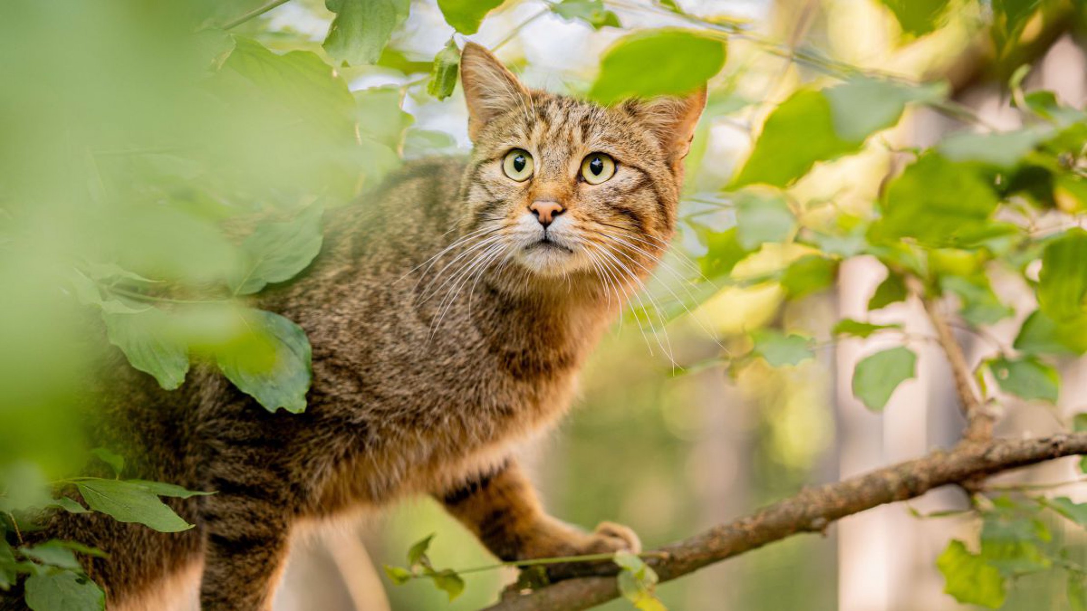Wildkatze auf einem Baumzweig