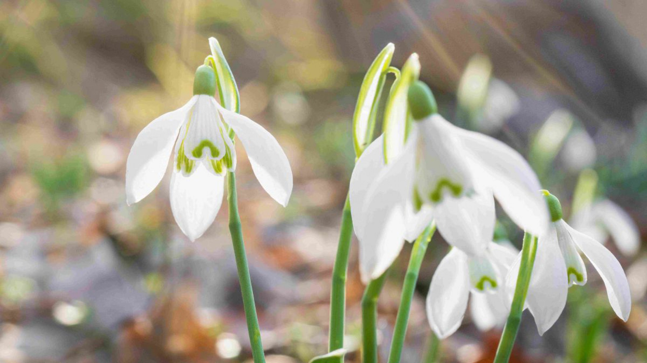 Schneegl&ouml;ckchen in der Nahaufnahme an einem sonnigen Tag im Nationalpark Thayatal.