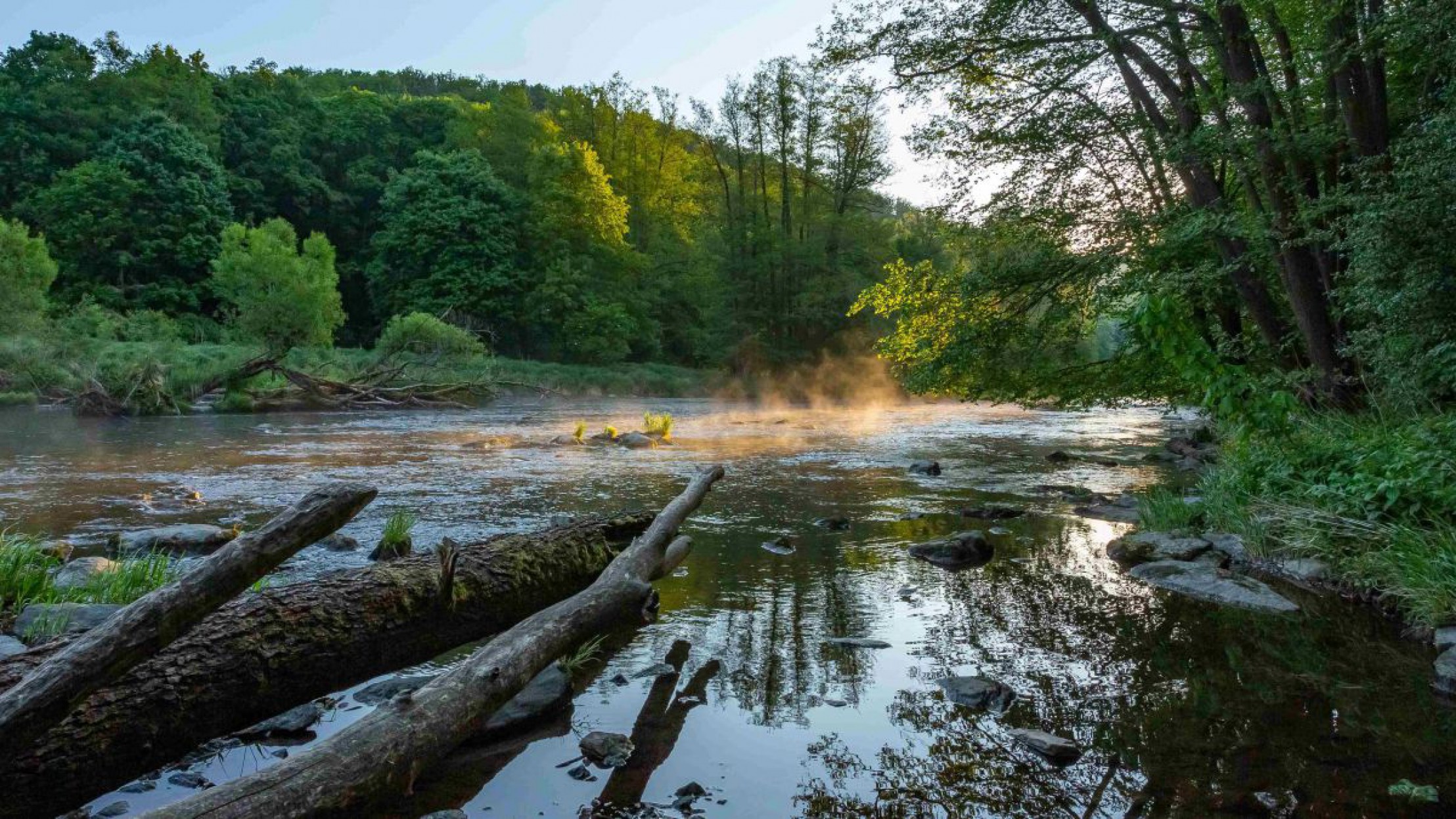Nahaufnahme der Thaya im Nationalpark Thayatal mit Totholz im Vordergrund