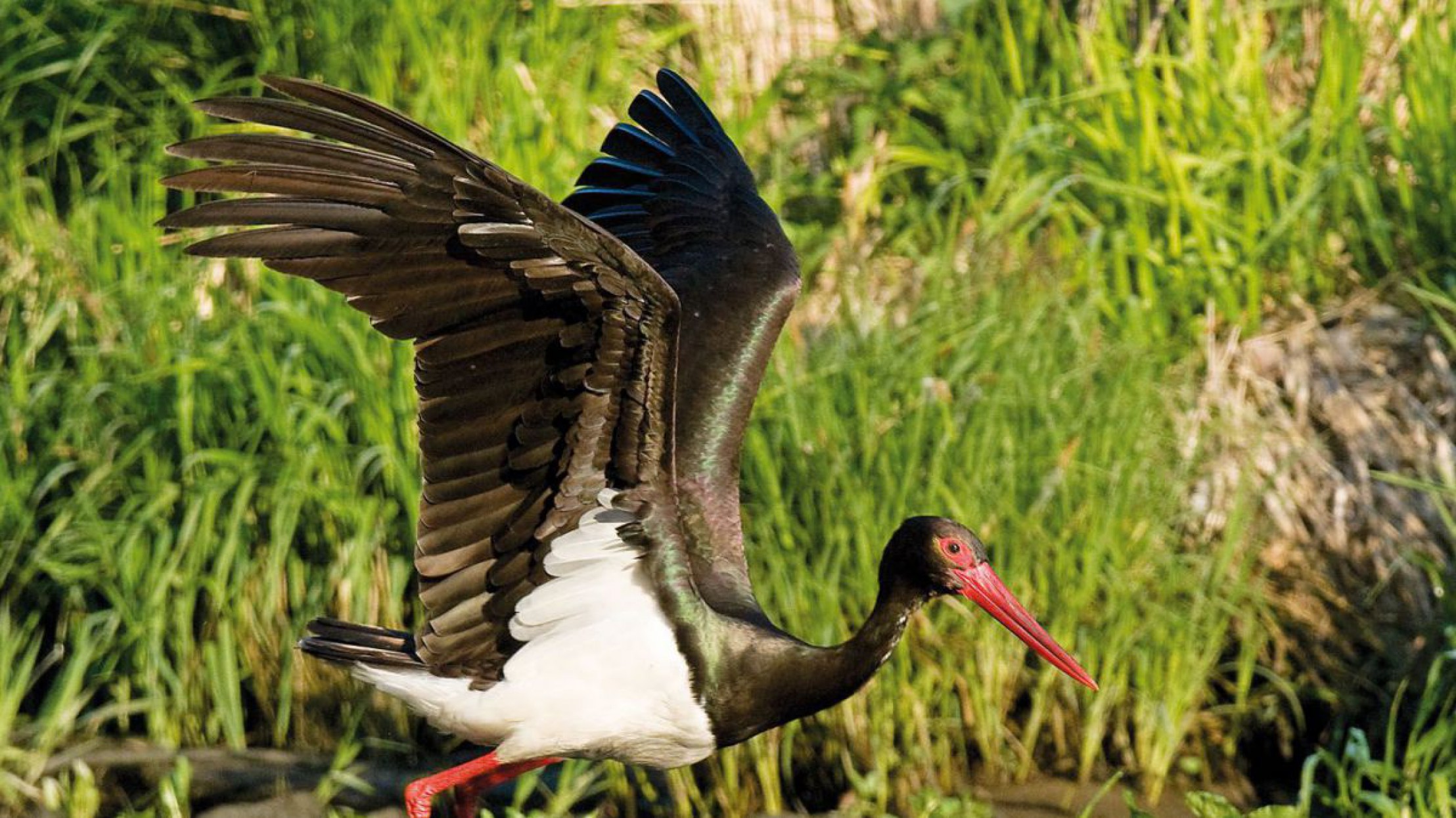 Schwarzstorch im Thayatal