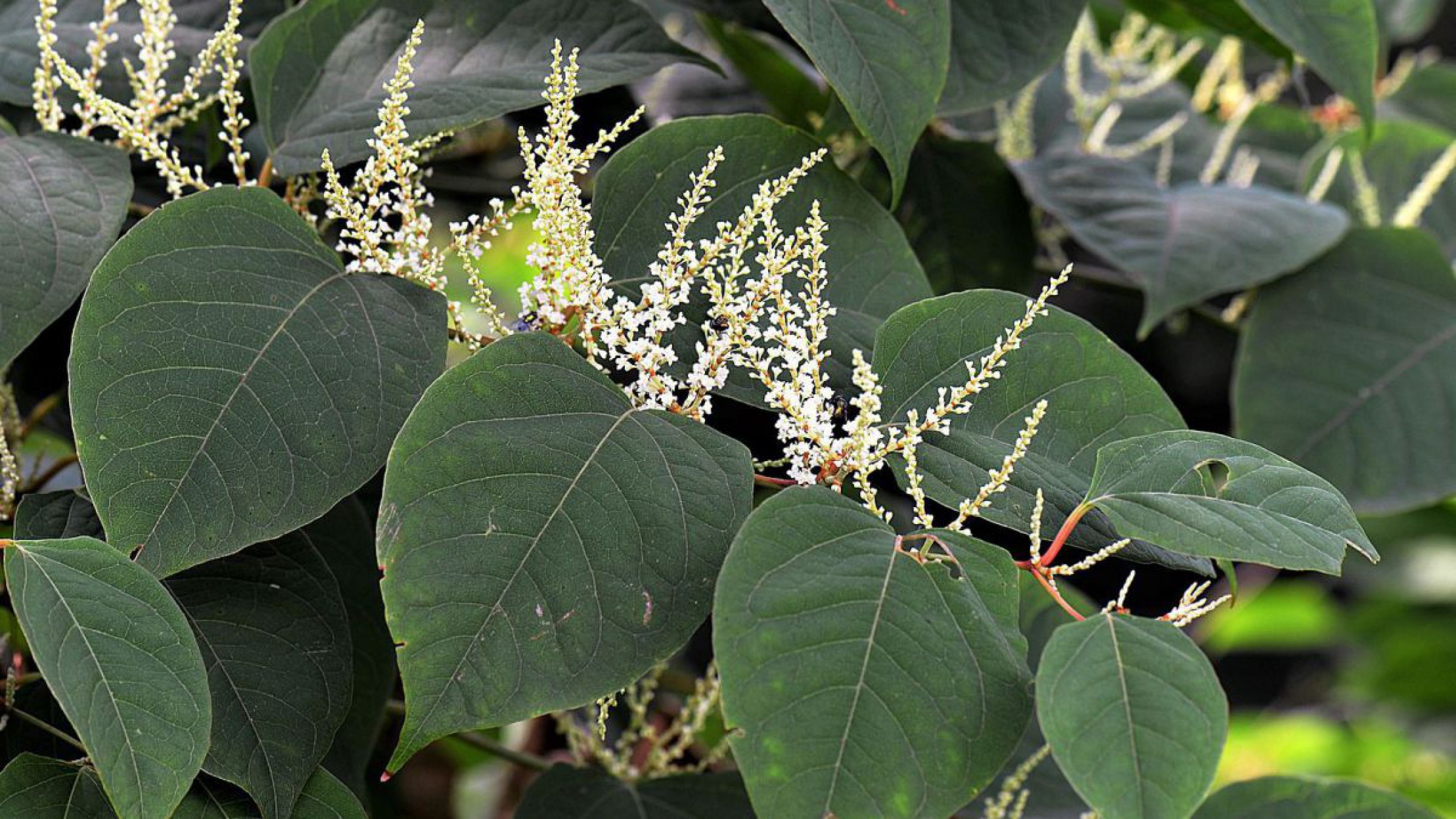 Japanischer Staudenkn&ouml;terich in Bl&uuml;te