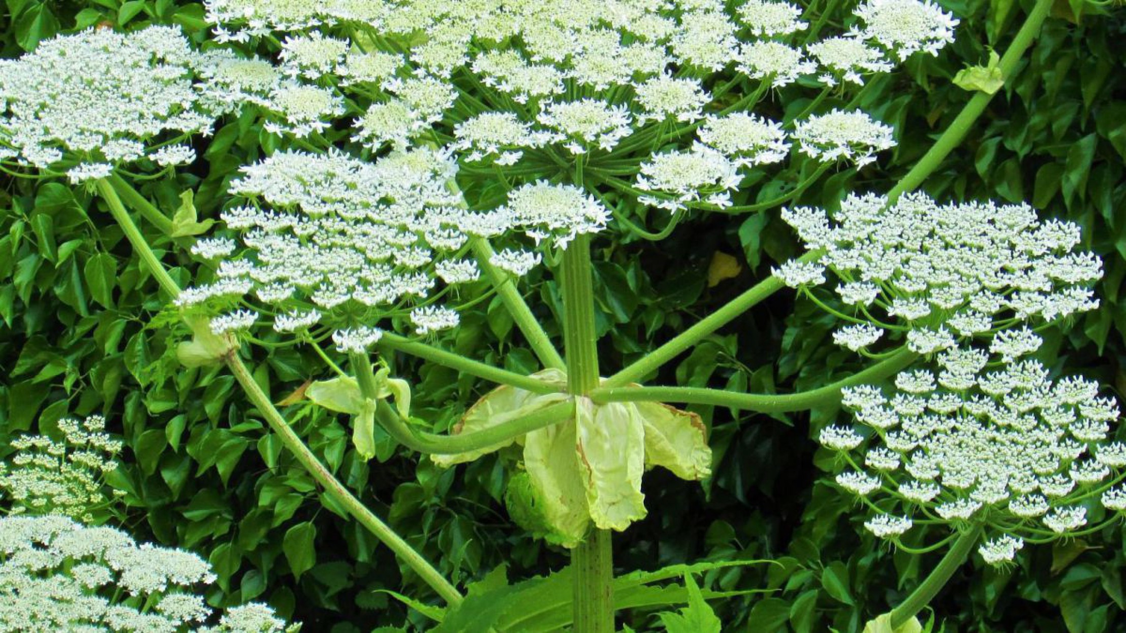 Riesen-B&auml;renklau in Bl&uuml;te