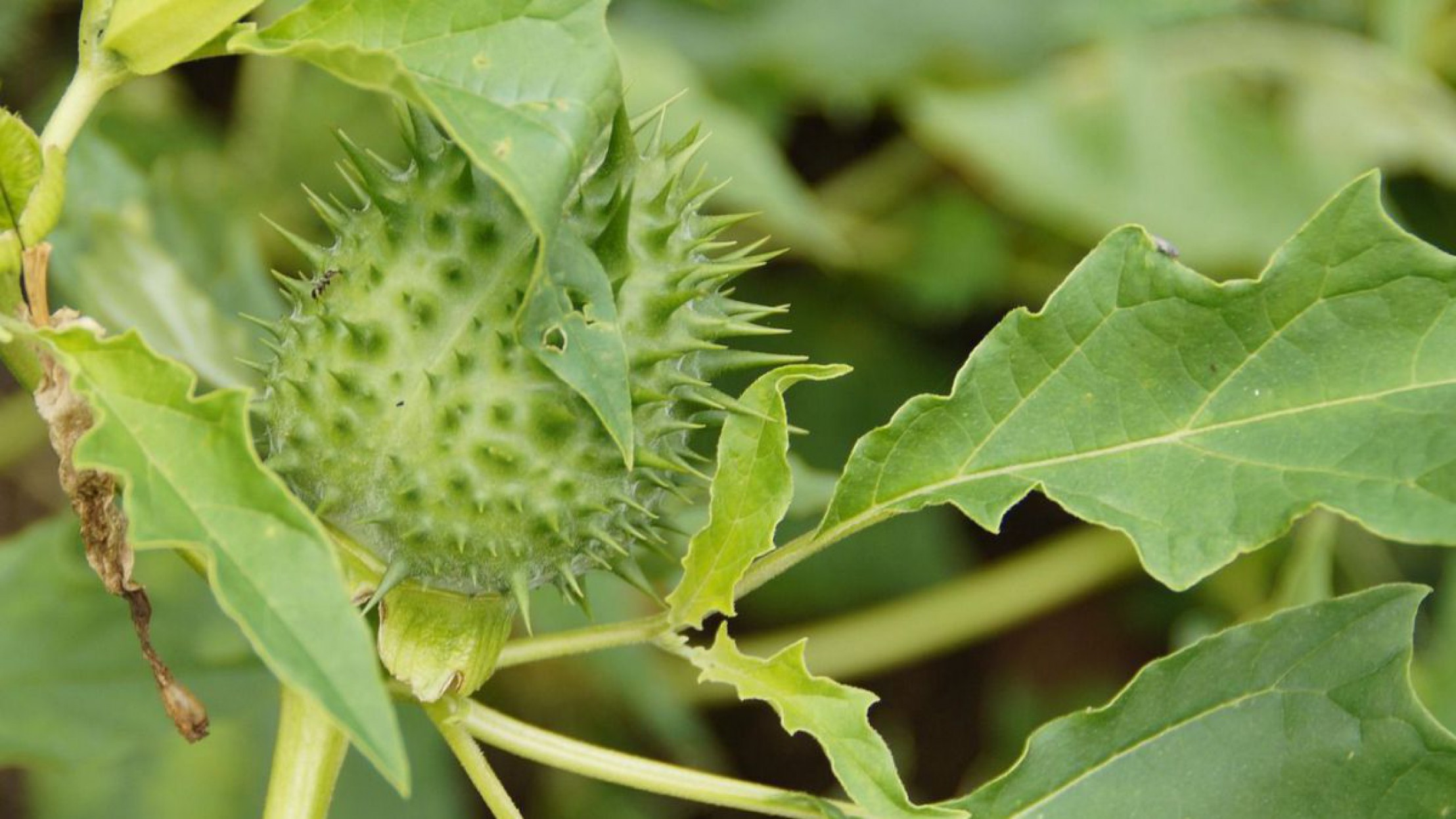 Stechapfel mit Frucht