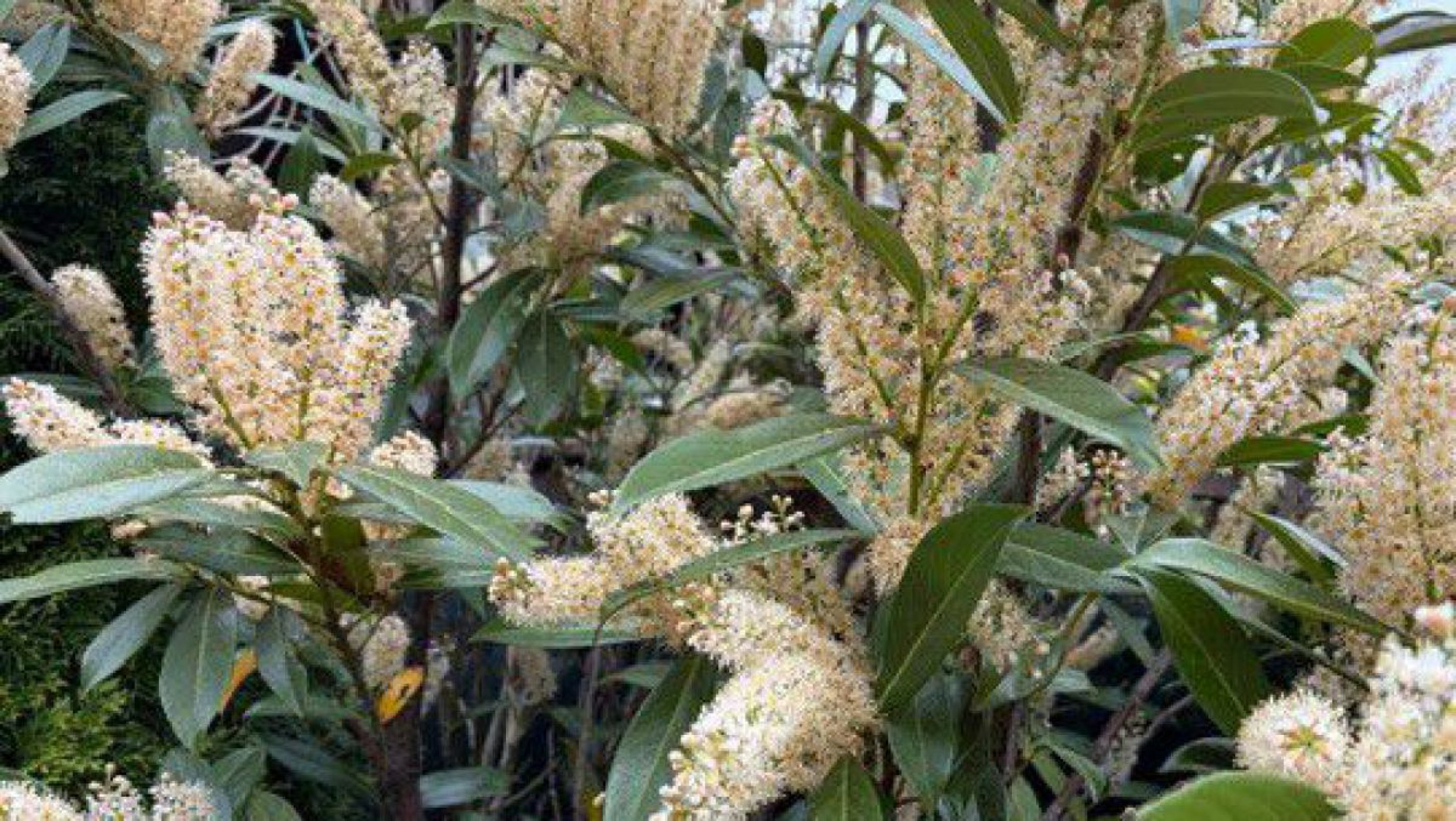 Kirschlorbeer in Bl&uuml;te