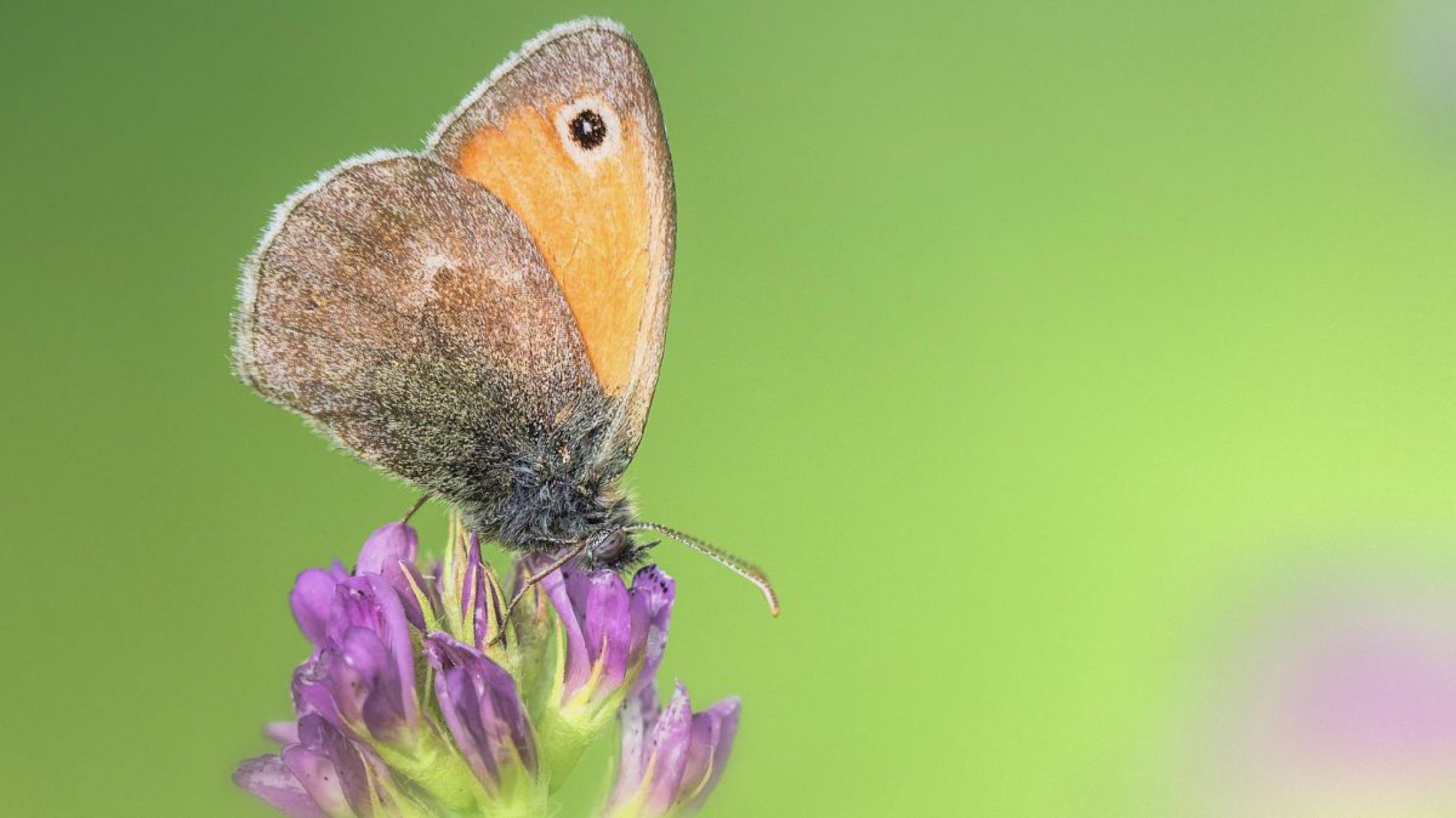 Kleines Wiesenv&ouml;gelchen auf Futterpflanze