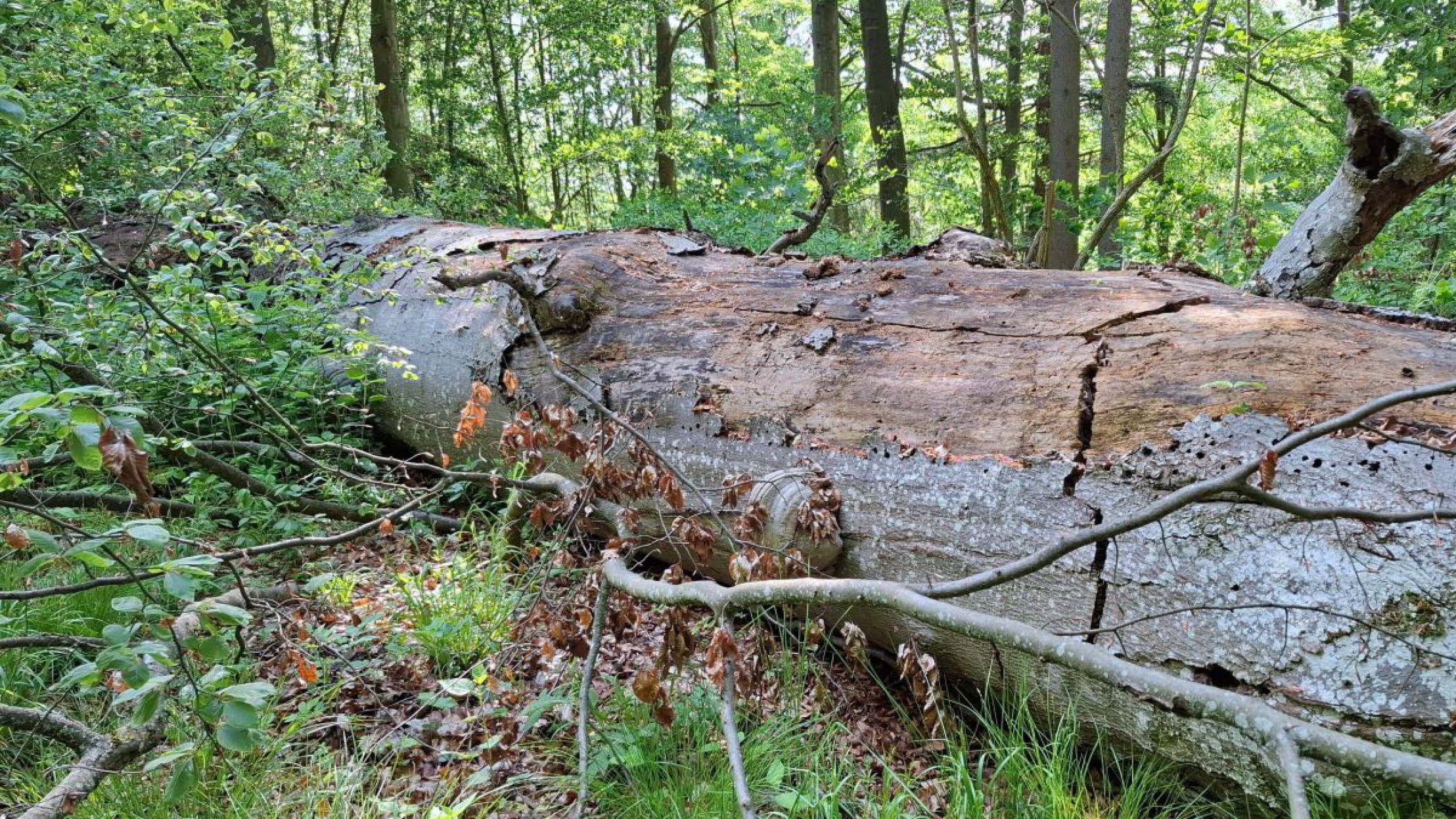 Abgestorbene Altbuche mit dickem Stamm liegt im Wald.