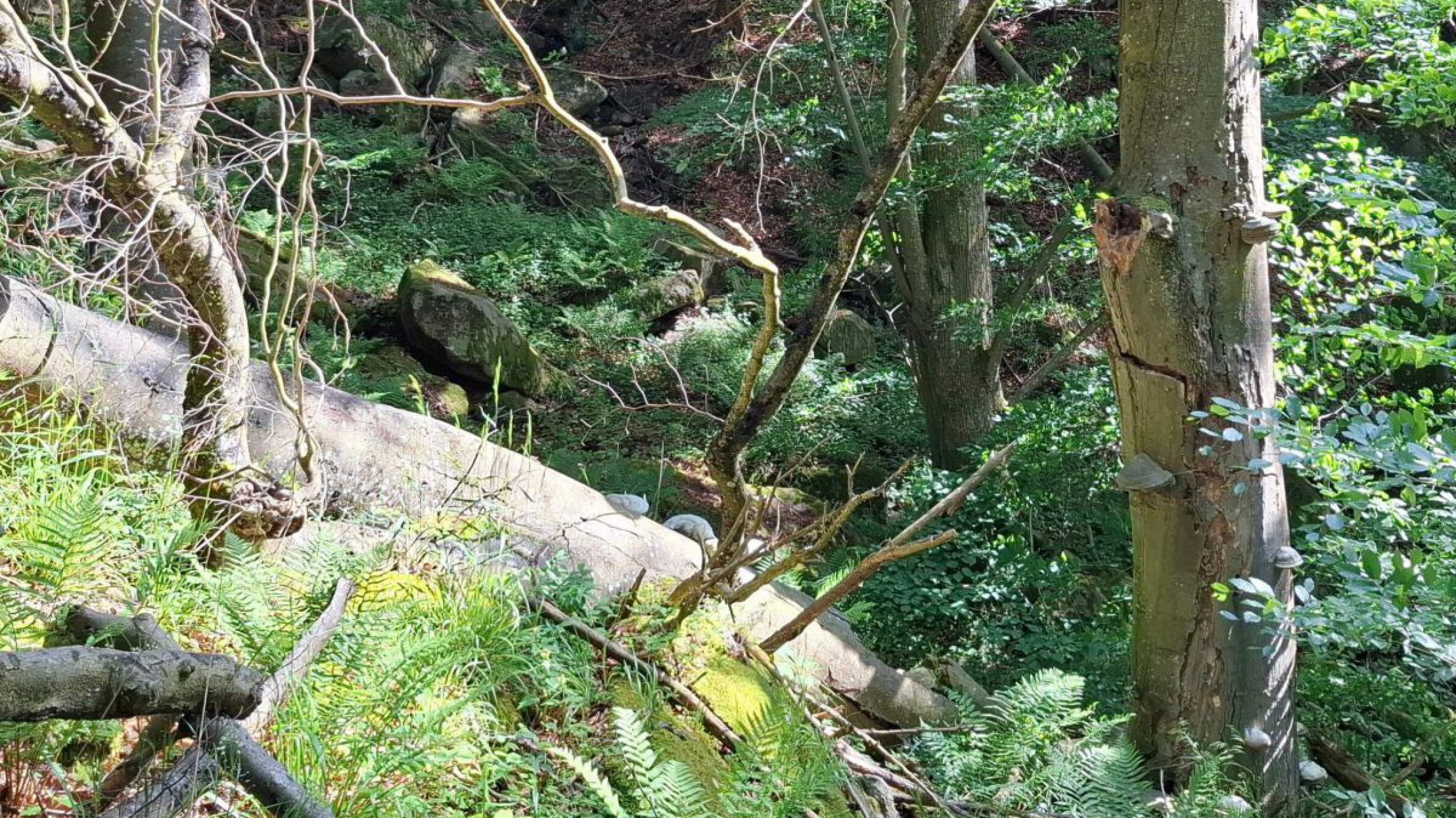 Totholzinsel aus Buchenholz im Wald