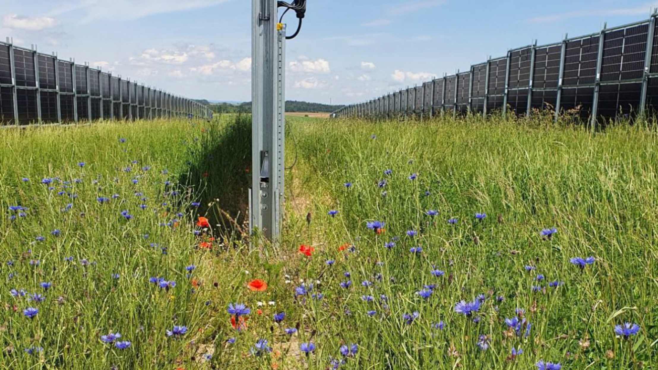 Mohn- und Kornblumen auf einer Freifl&auml;chen-PV-Anlage mit vertikalen Modulen