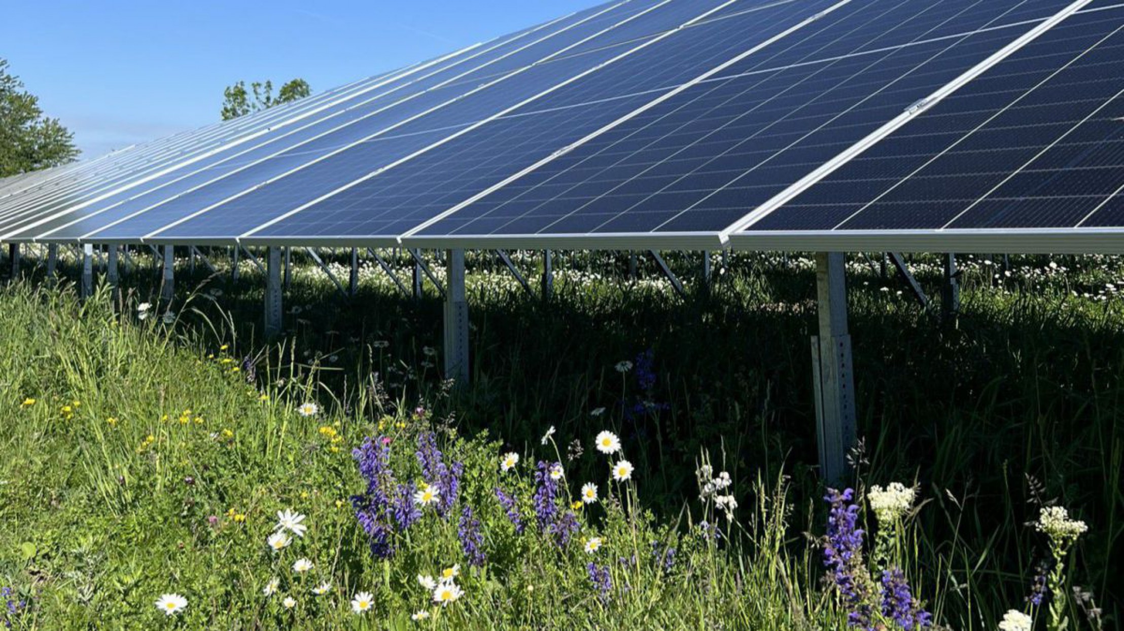 Freifl&auml;chen-Photovoltaikanlage kombiniert mit einer Blumenwiese