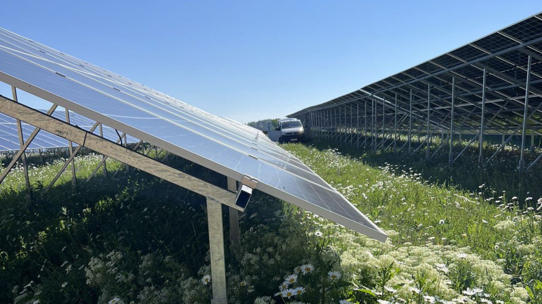 Freifl&auml;chen-Photovoltaikanlage aus n&auml;herer Perspektive mit Wiese aus wei&szlig;en Blumen