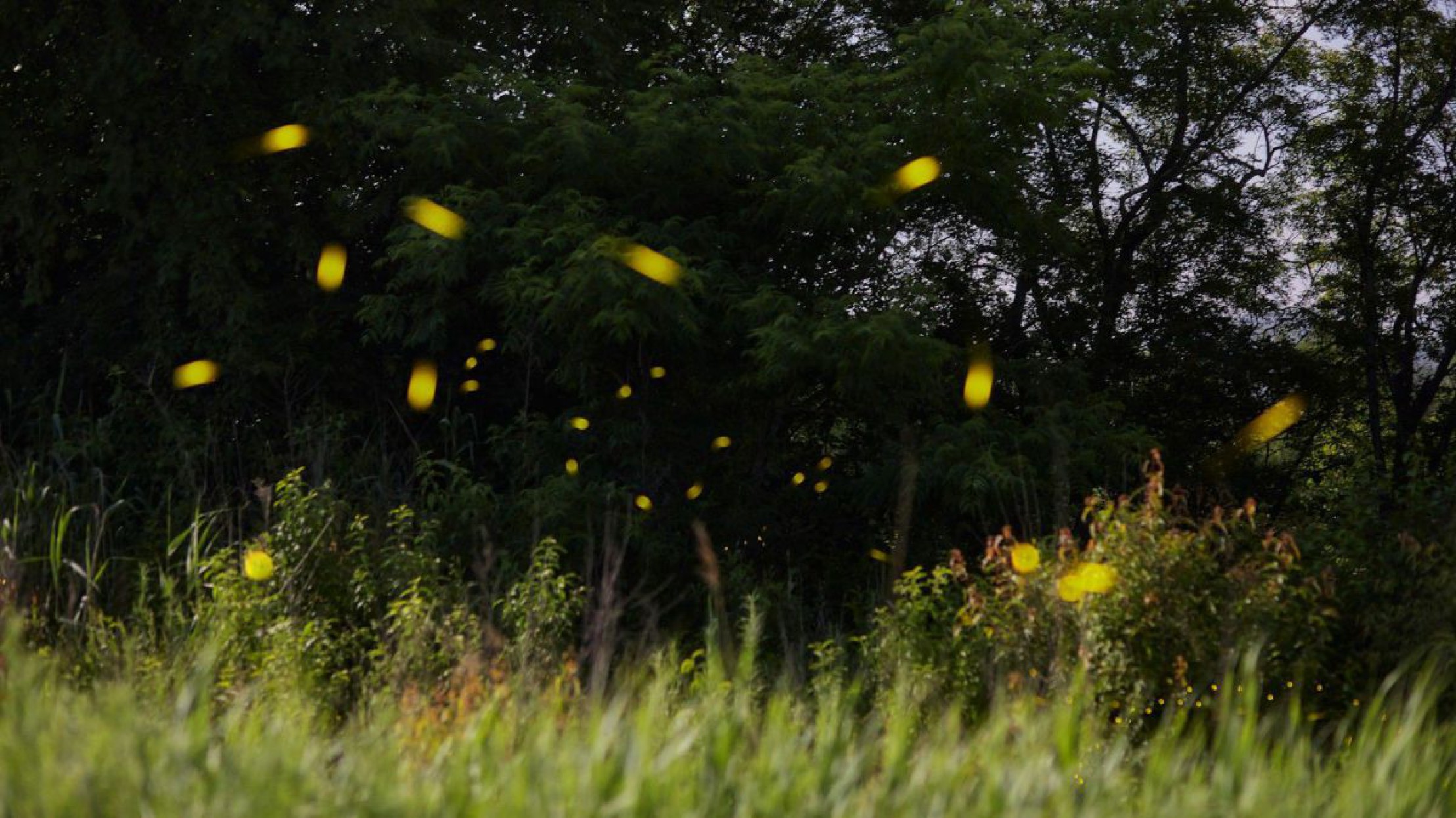 Gl&uuml;hw&uuml;rmchen fliegen &uuml;ber eine Wiese bei D&auml;mmerung, im Hintergrund ist ein Wald zu erahnen.
