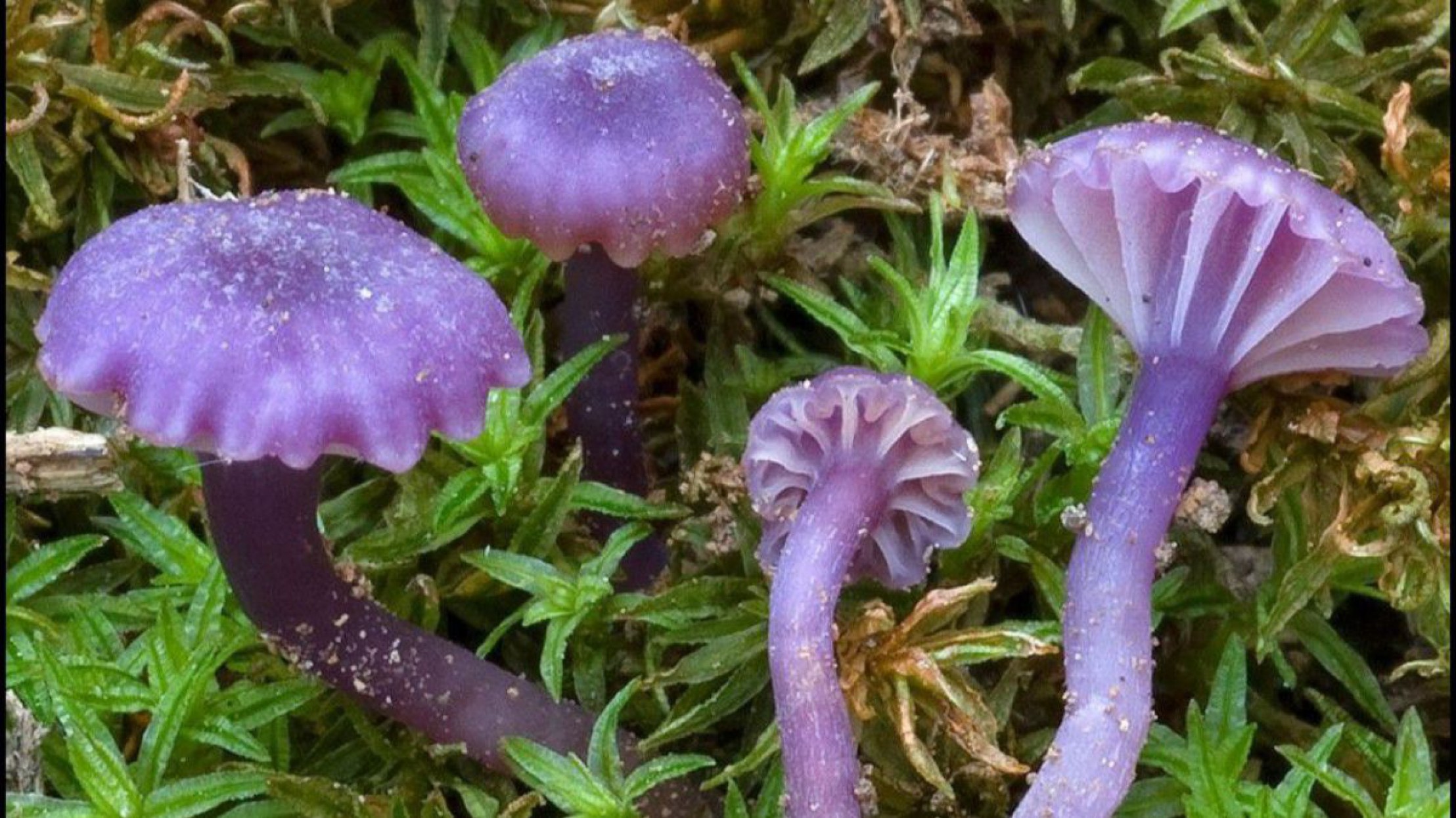Violette Pilze am Waldboden