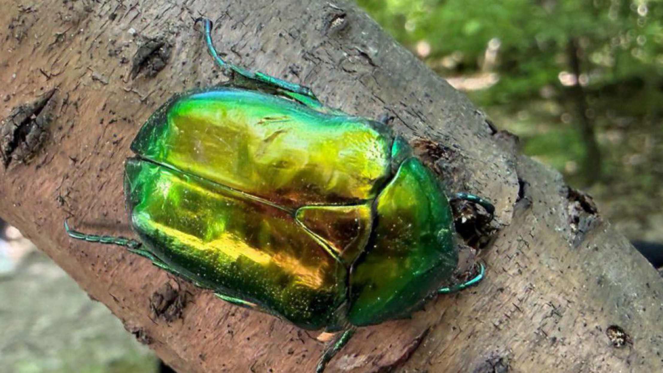 Auf einem Ast sitzt ein auff&auml;llig gef&auml;rbter, metallisch gr&uuml;n schimmernder K&auml;fer - ein Gro&szlig;er Rosenk&auml;fer.