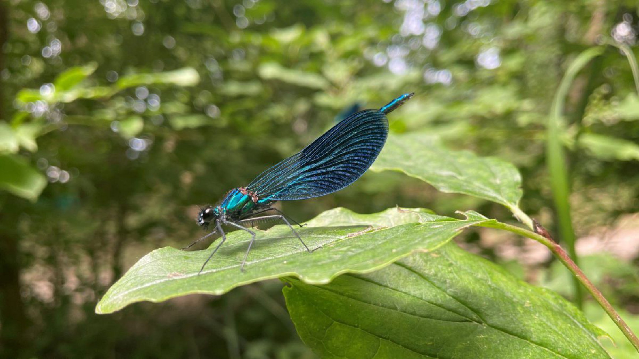 Auf einem Blatt sitzt eine blauschimmernde Libelle.