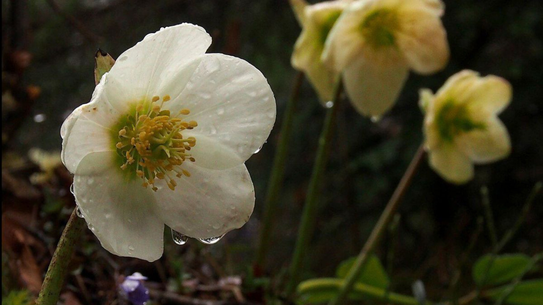 Eine bl&uuml;hende Schneerose. 