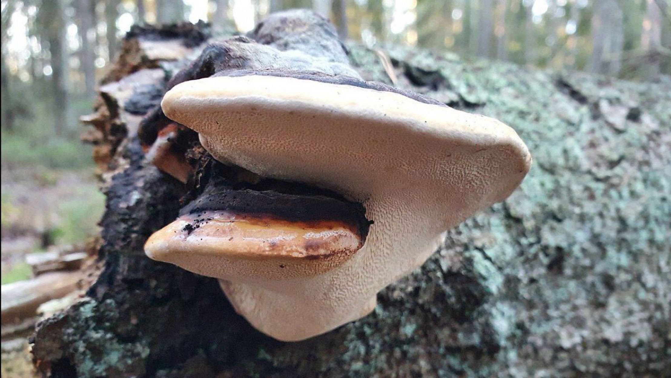 Der Rotrandige Baumschwamm auf einem abgestorbenen Baum.