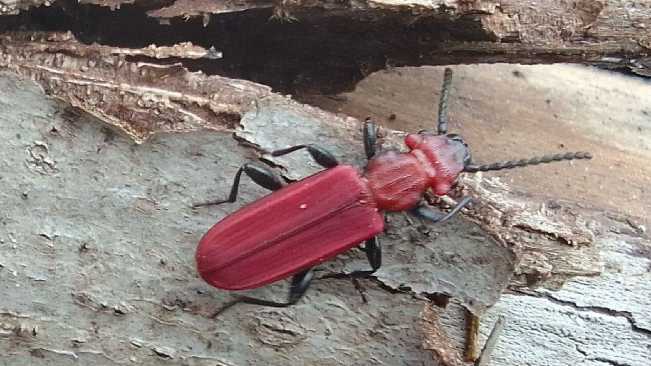 Ein auffallend roter Plattk&auml;fer auf einem St&uuml;ck Holz.