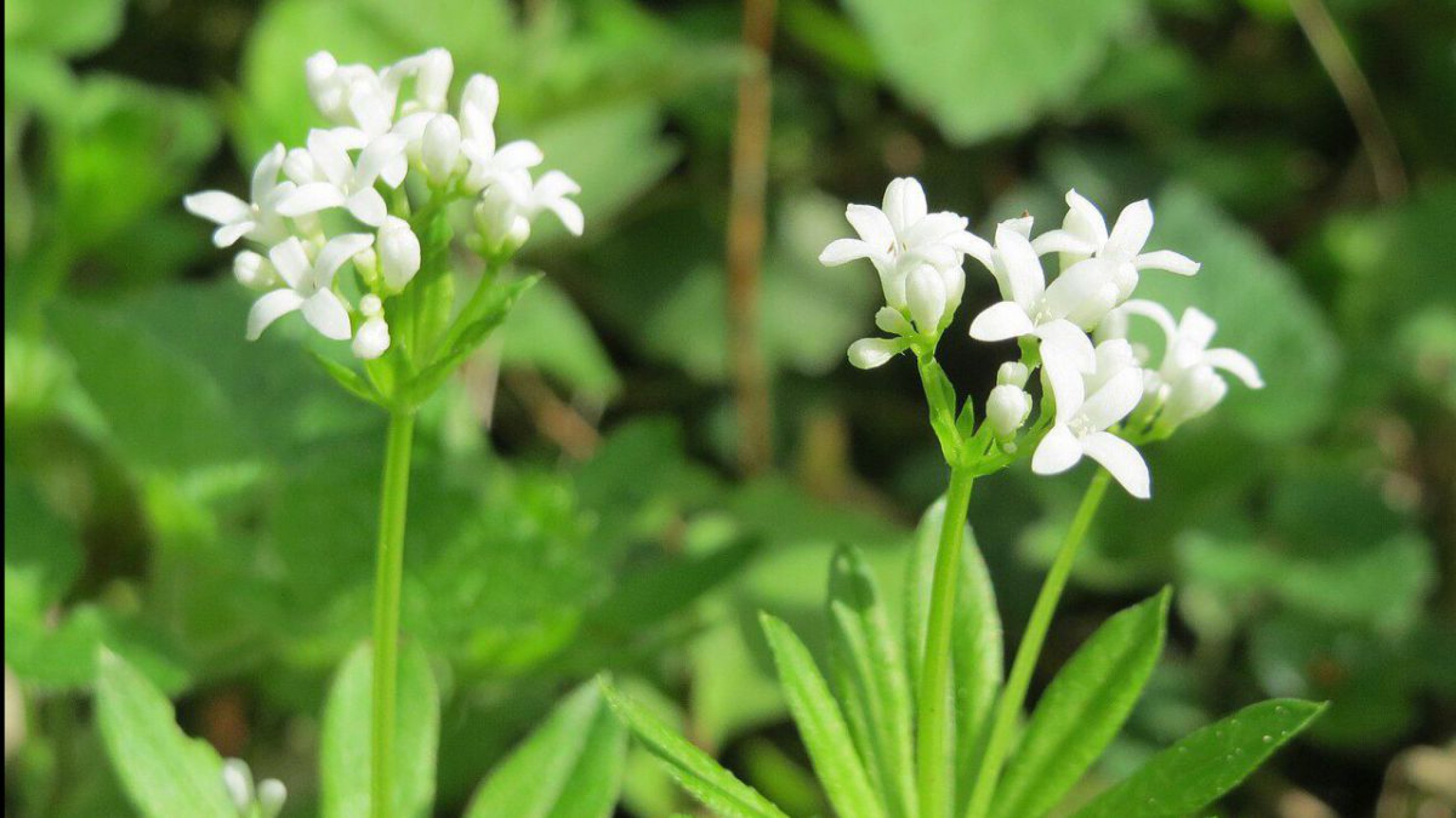 Der Waldmeister bl&uuml;ht wei&szlig; und hat 6-8 l&auml;ngliche Bl&auml;tter, die in einem Wirtel zusammenstehen.