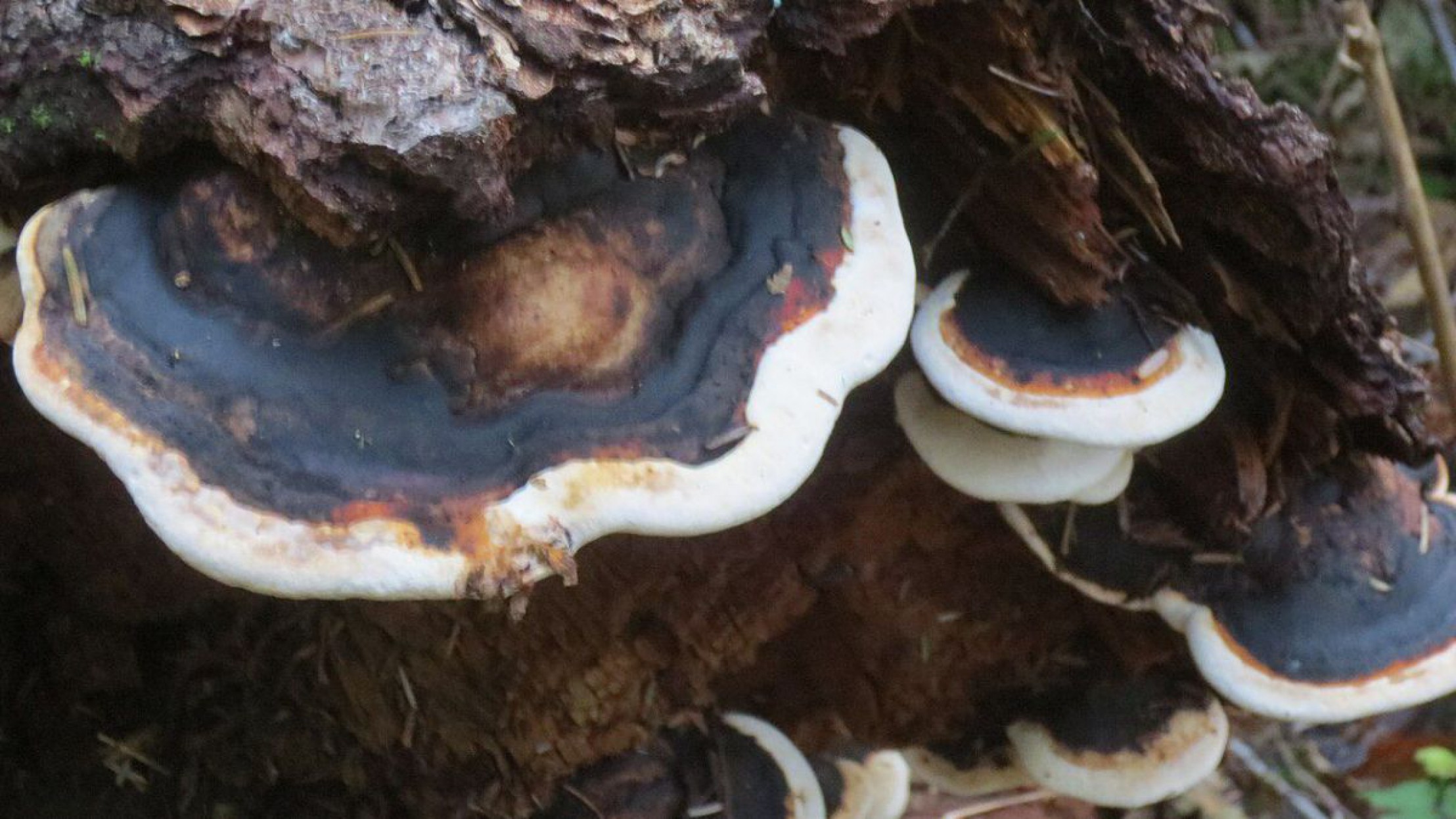 Ein Pilz auf einem Baum: der Flache Lackporling.