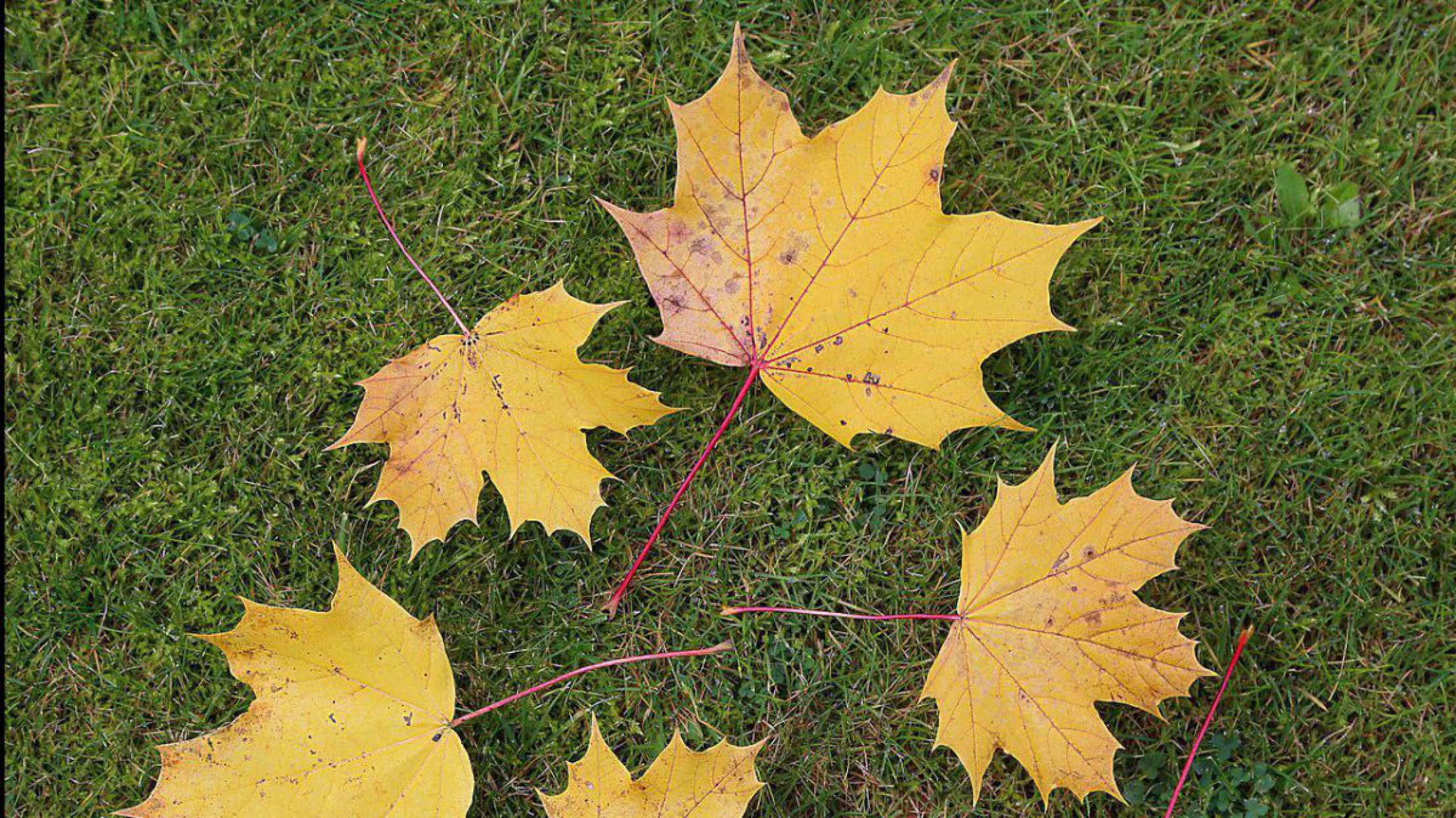 Spitzahornbl&auml;tter im Herbst - gelblich gef&auml;rbt. 