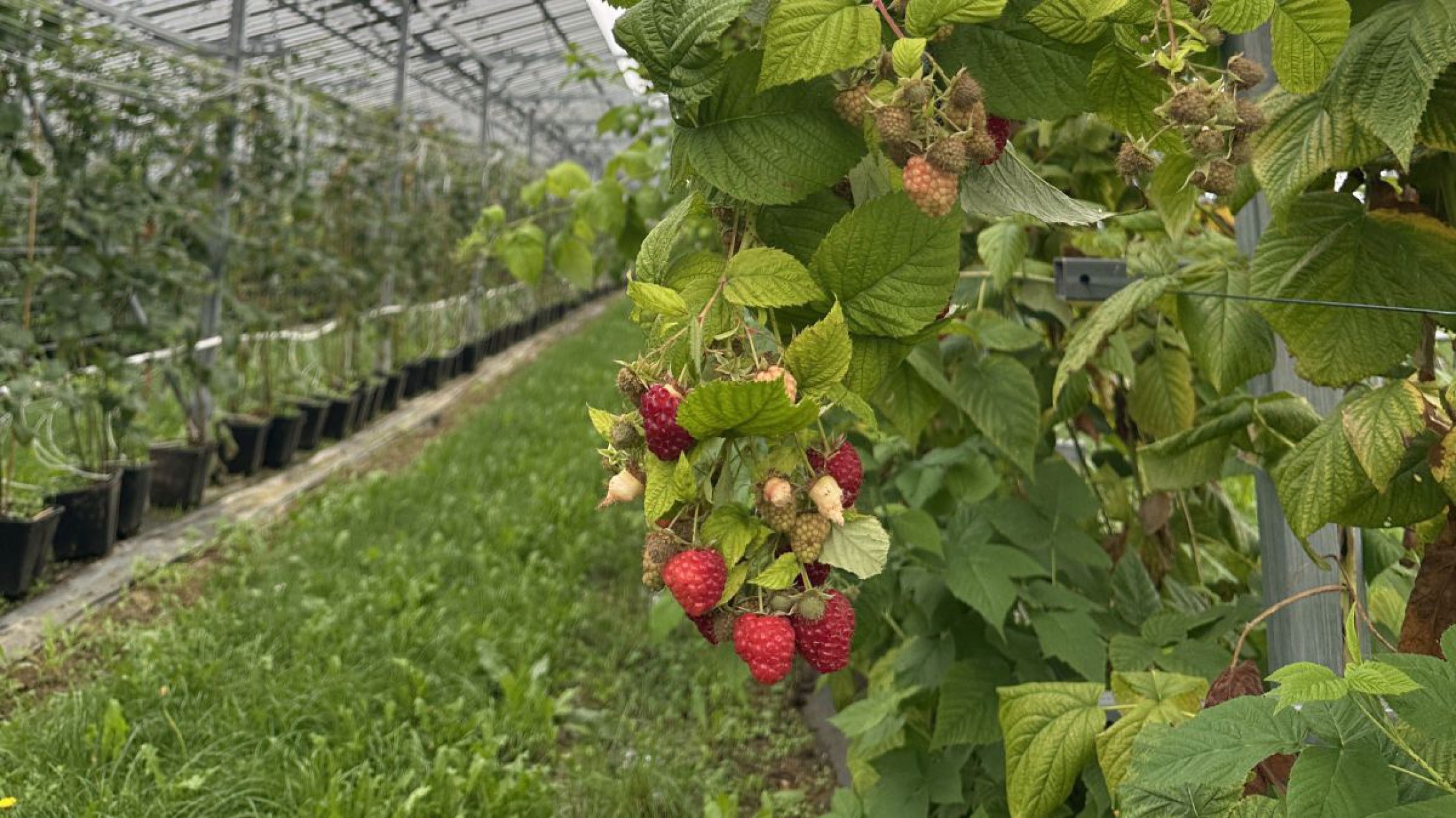 Himbeeren in einer n&auml;heren Aufnahme unter einer Freifl&auml;chen-Photovoltaik-Anlage.