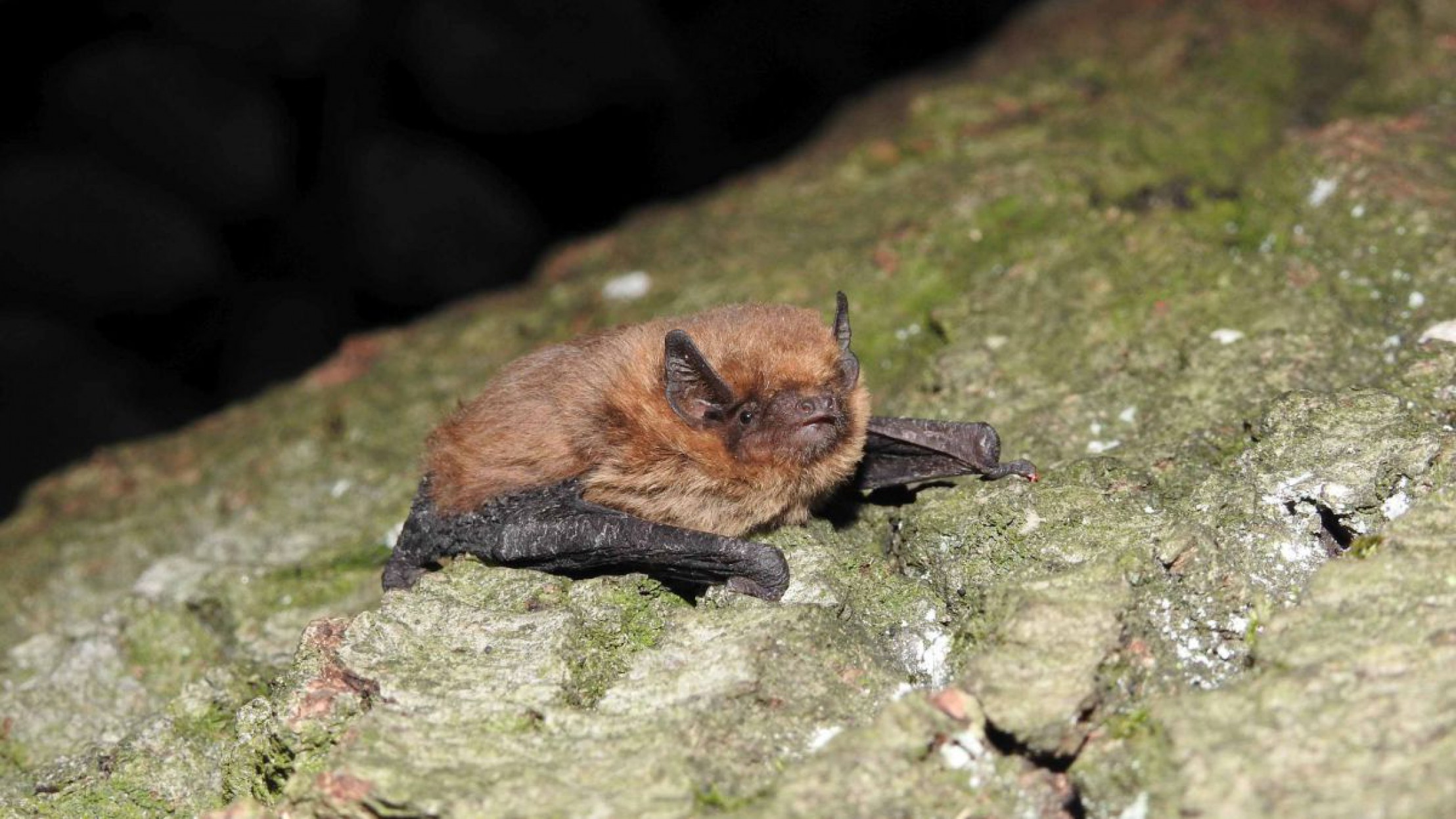 Eine M&uuml;ckenfledermaus auf Baumrinde.