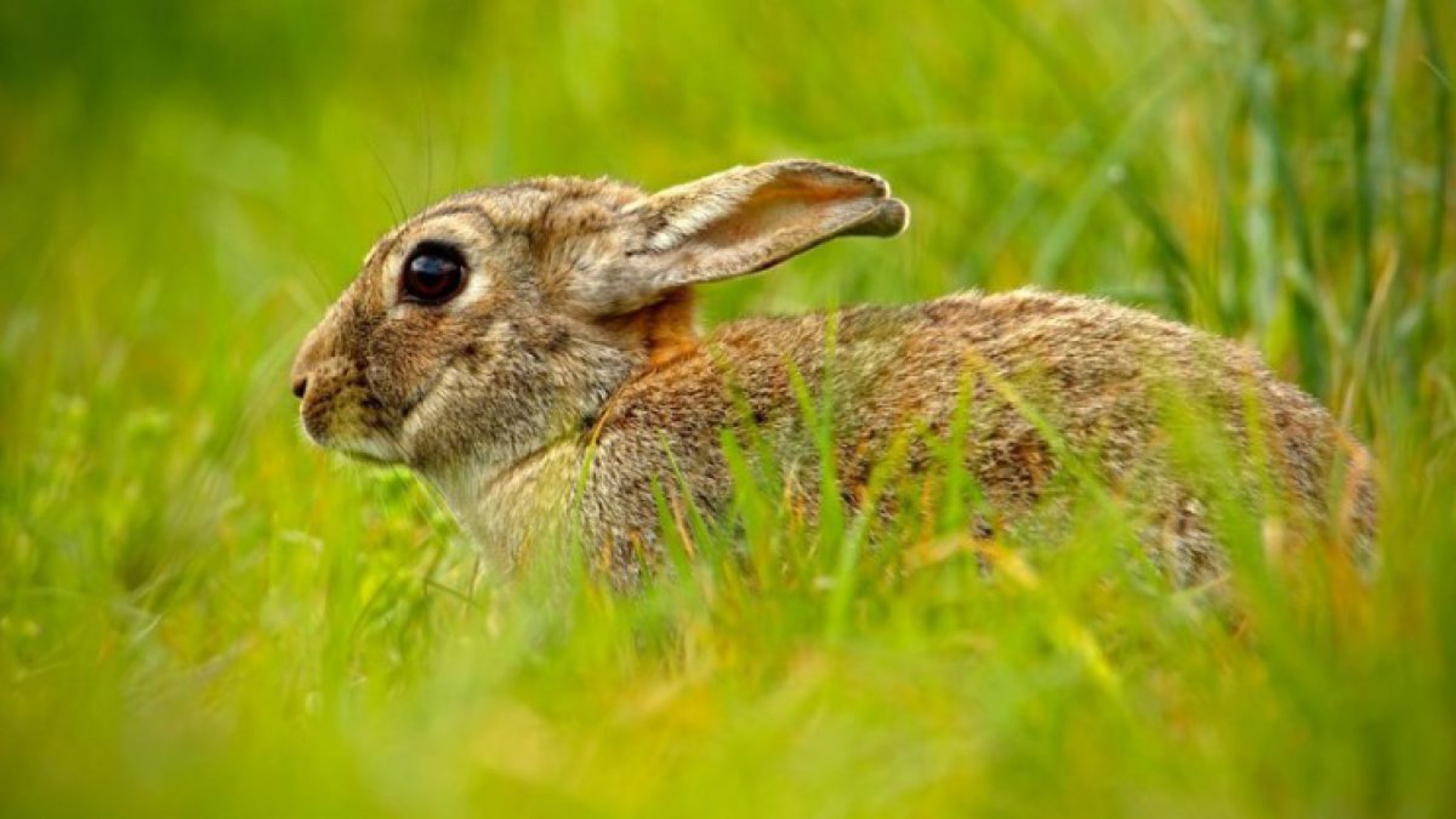 Feldhase_Fotolia_109769901_S_ondrejprosicky