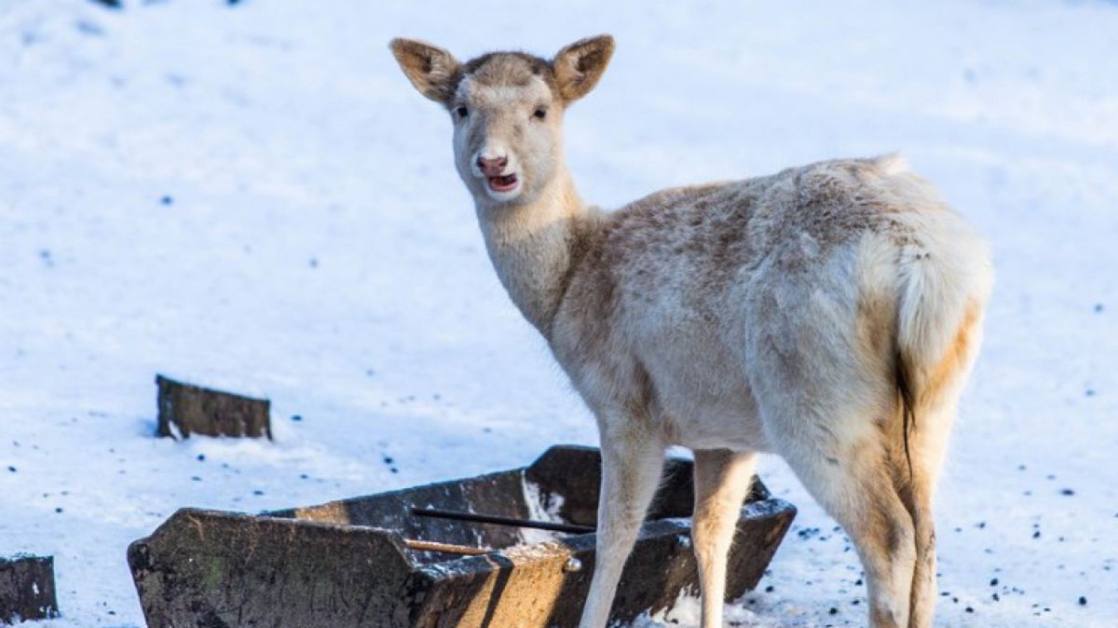 Dammwild bei Futterstelle