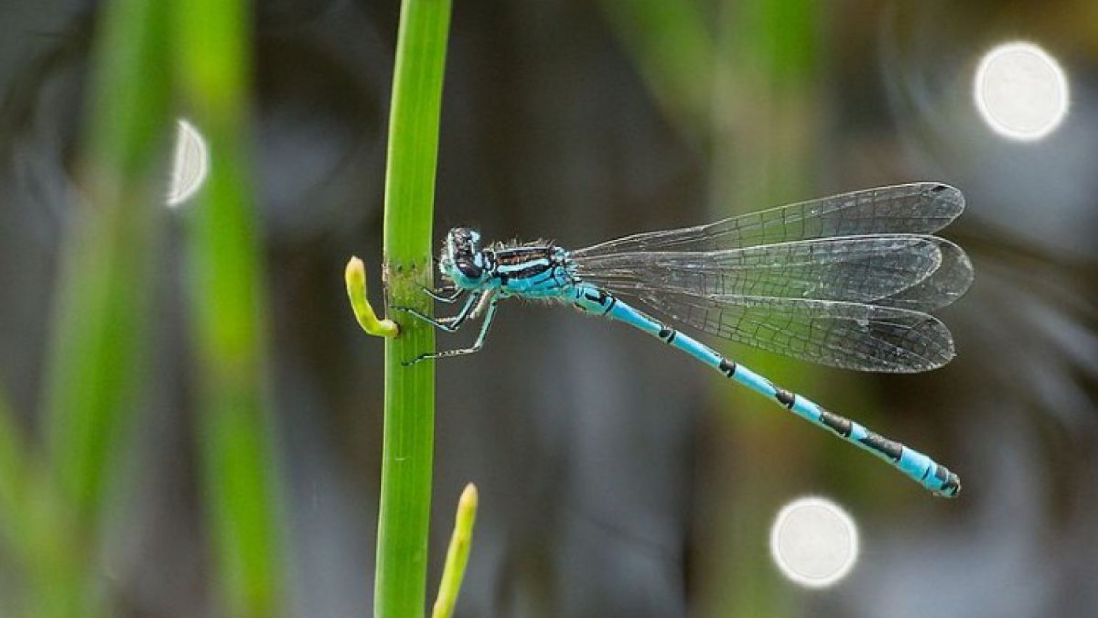 CoenagrionOrnatum_Collage