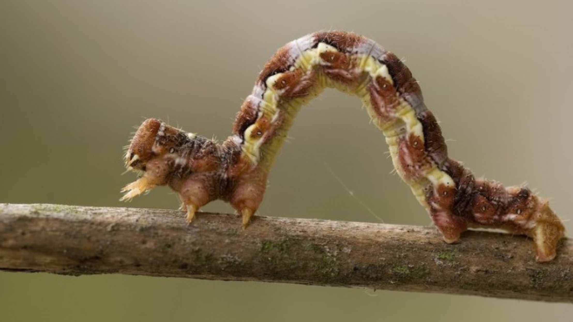 Frostspannerraupe_Fotolia_11140888_S_Marek_R._Swadzba